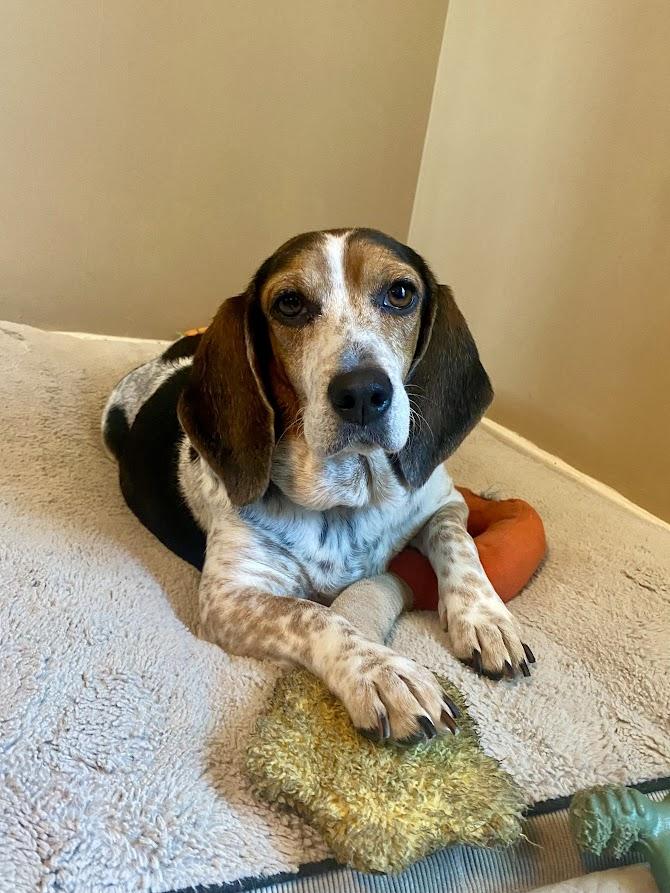 Enlarge Dorothy, a Adopted Beagle in Valley Cottage, NY image 2/6