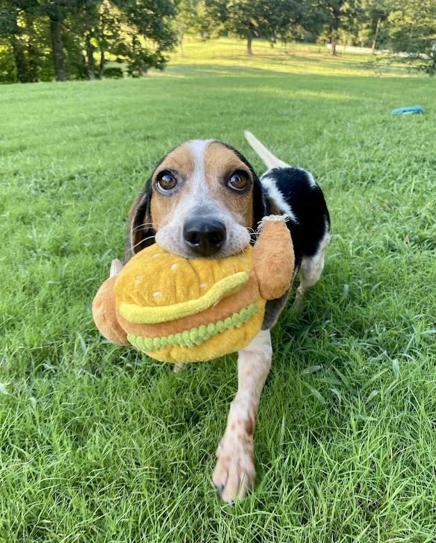 Enlarge Dorothy, a Adopted Beagle in Valley Cottage, NY image 3/6