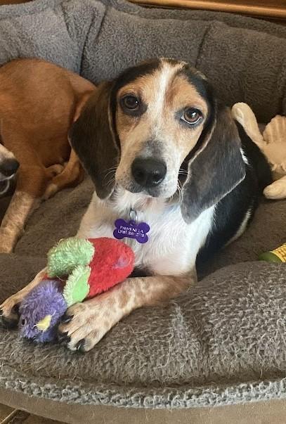 Enlarge Dorothy, a Adopted Beagle in Valley Cottage, NY image 5/6