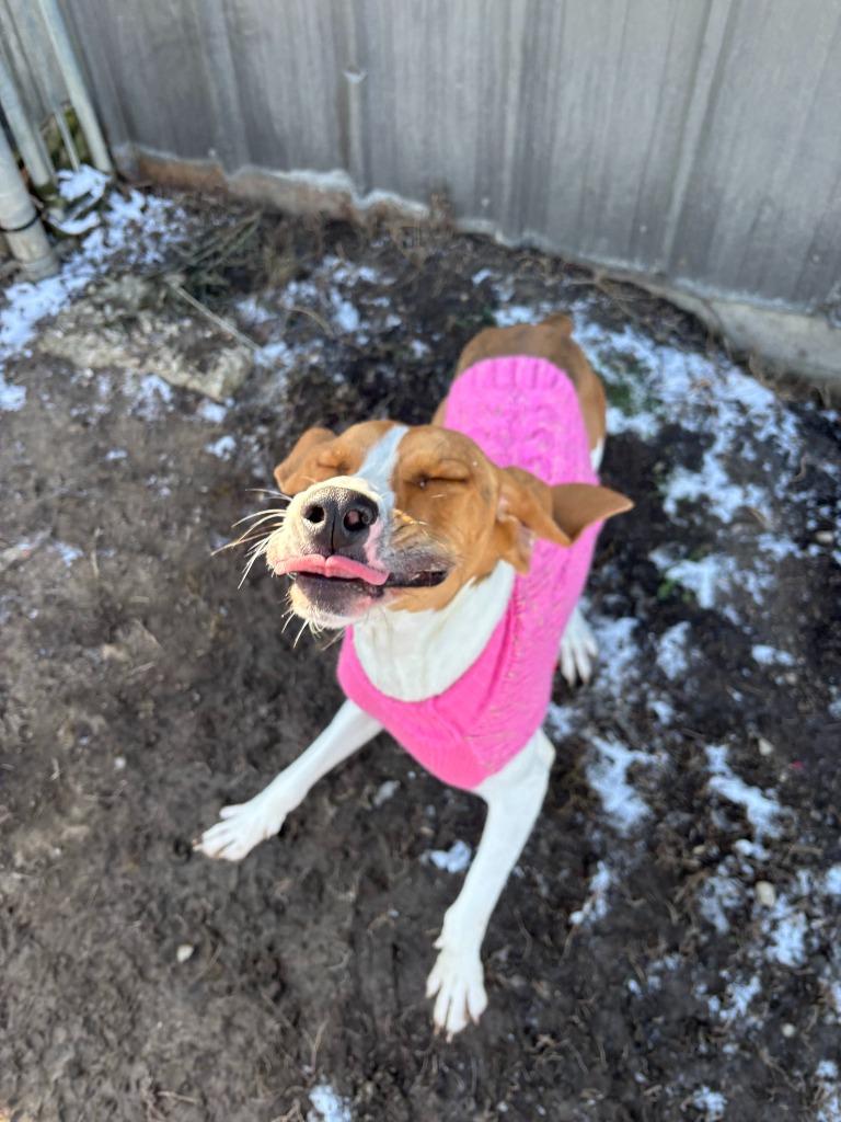 Enlarge Sadie, a Adopted Foxhound in Findlay, OH image 1/4