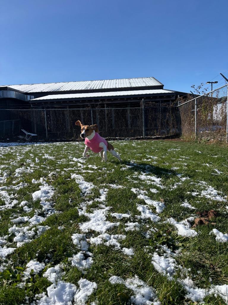 Enlarge Sadie, a Adopted Foxhound in Findlay, OH image 3/4