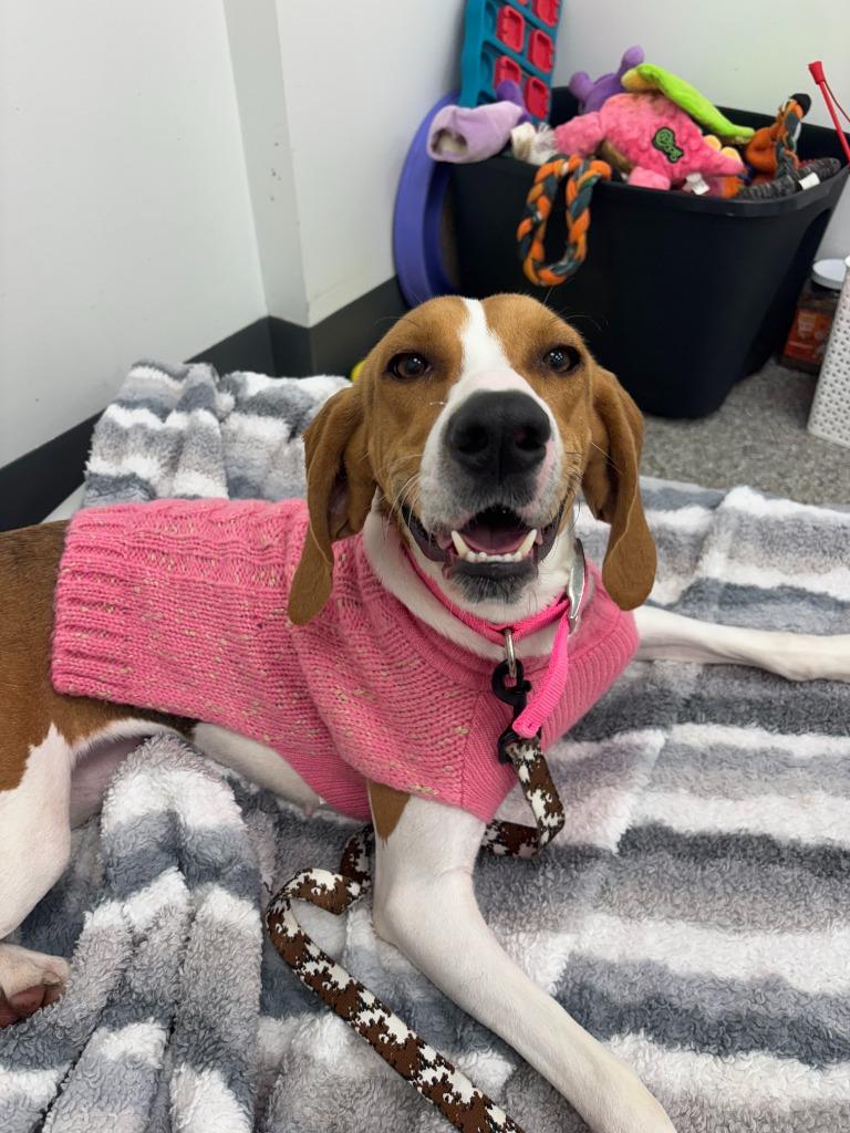Enlarge Sadie, a Adopted Foxhound in Findlay, OH image 4/4