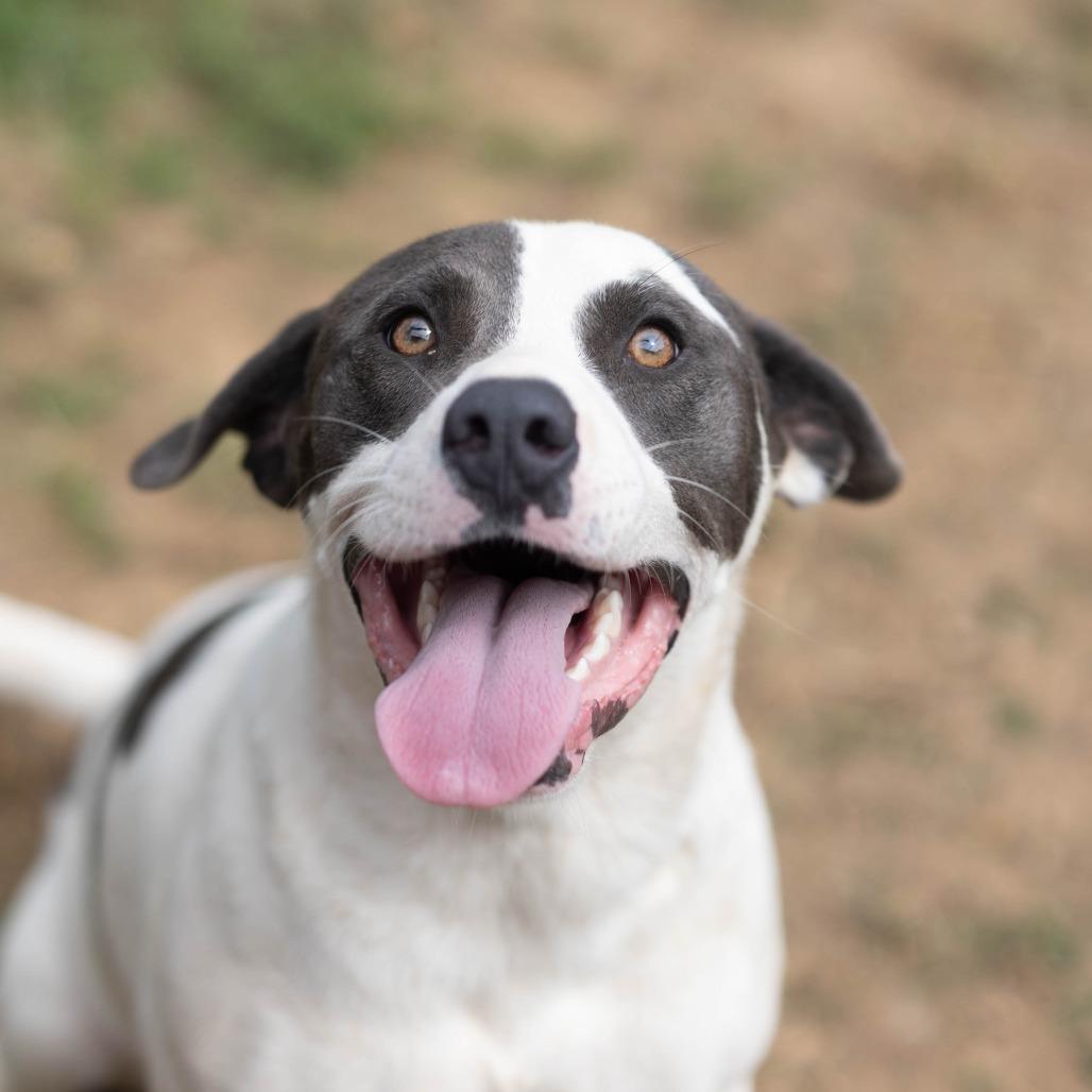 Oreo, Adoptable, Adult Male Border Collie & Labrador Retriever.