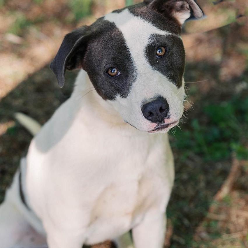 Oreo, a Adoptable mixed breed in Talbott, TN image 2/3