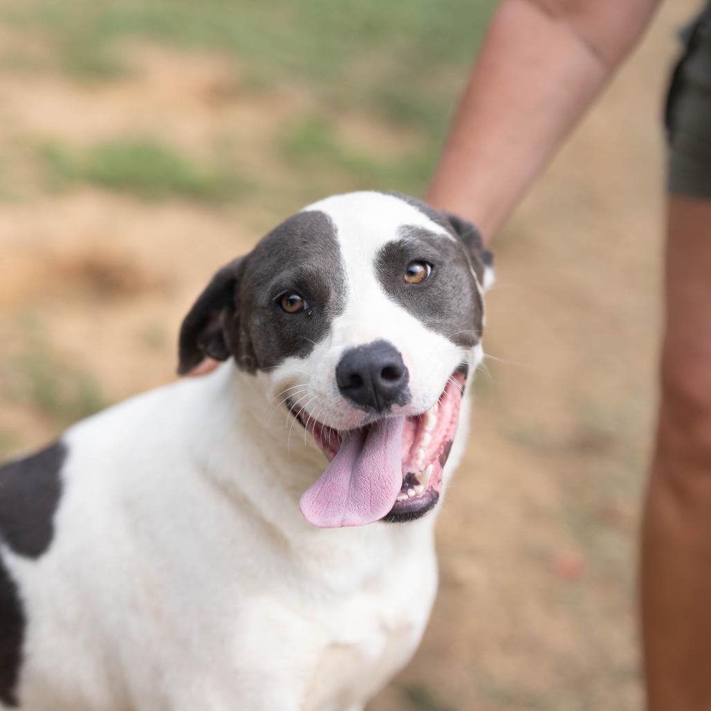 Oreo, a Adoptable mixed breed in Talbott, TN image 3/3