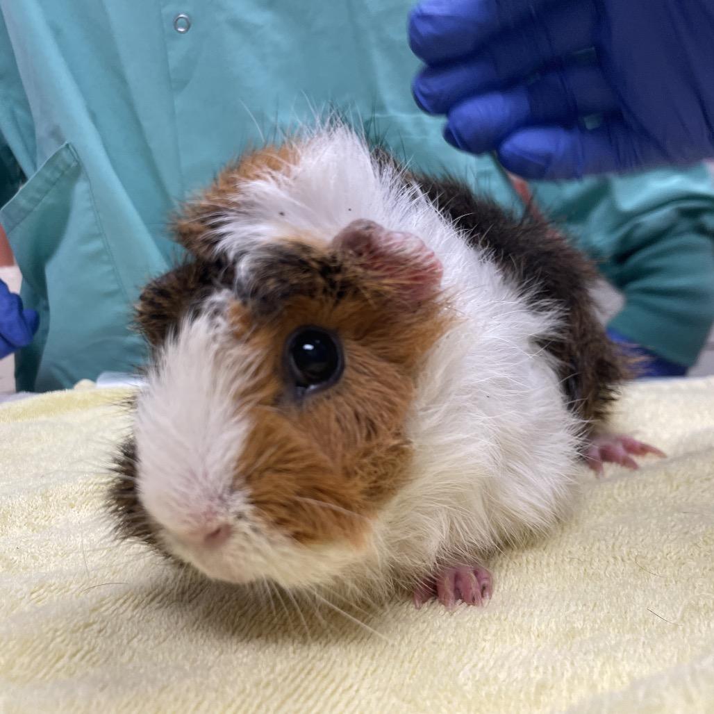 Enlarge Scout with Peanut and Honey-In foster, a Adoptable Guinea Pig in Springfield, MA image 1/2