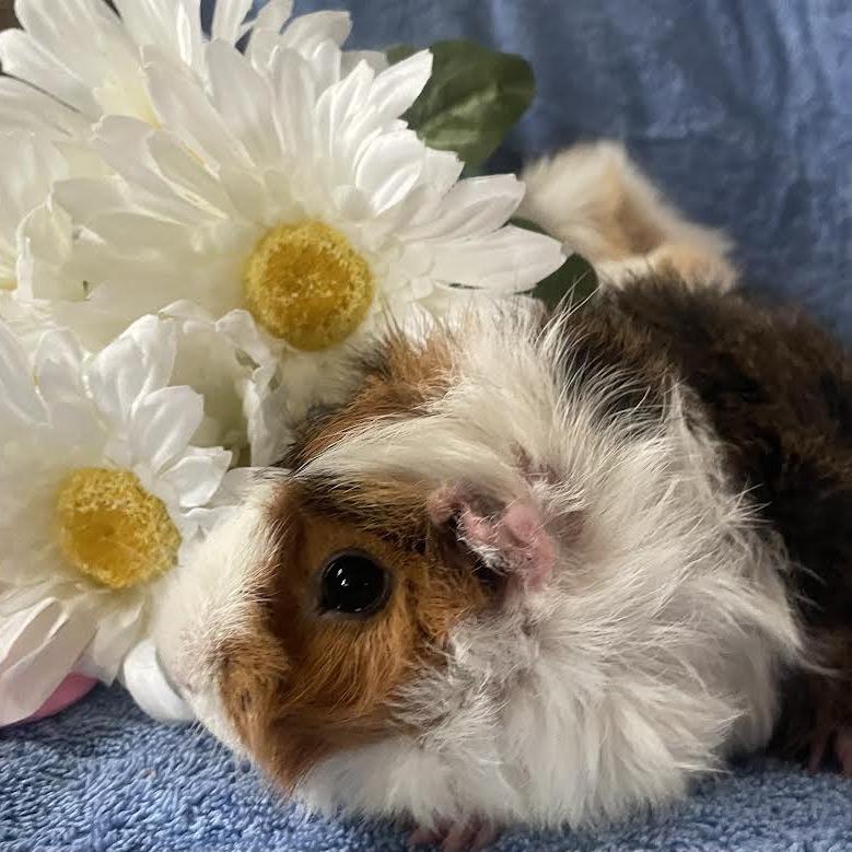 Enlarge Scout with Peanut and Honey-In foster, a Adoptable Guinea Pig in Springfield, MA image 2/2