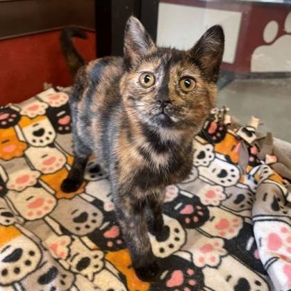 Pip, adopted, Kitten Female Domestic Short Hair.