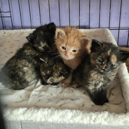 Enlarge Pip, an adopted Domestic Short Hair in Rochester, MN image 2/2