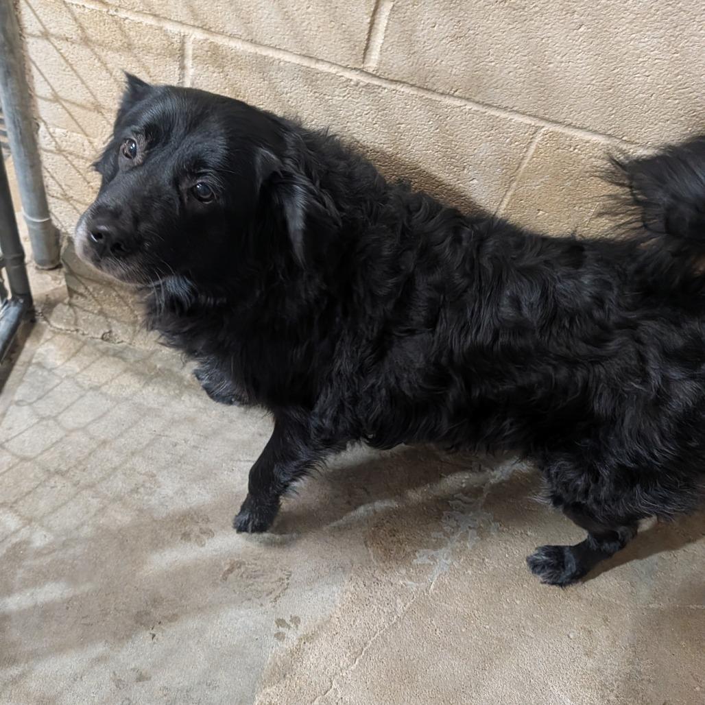 Porsha, Adoptable, Adult Female Australian Shepherd & Mixed Breed.
