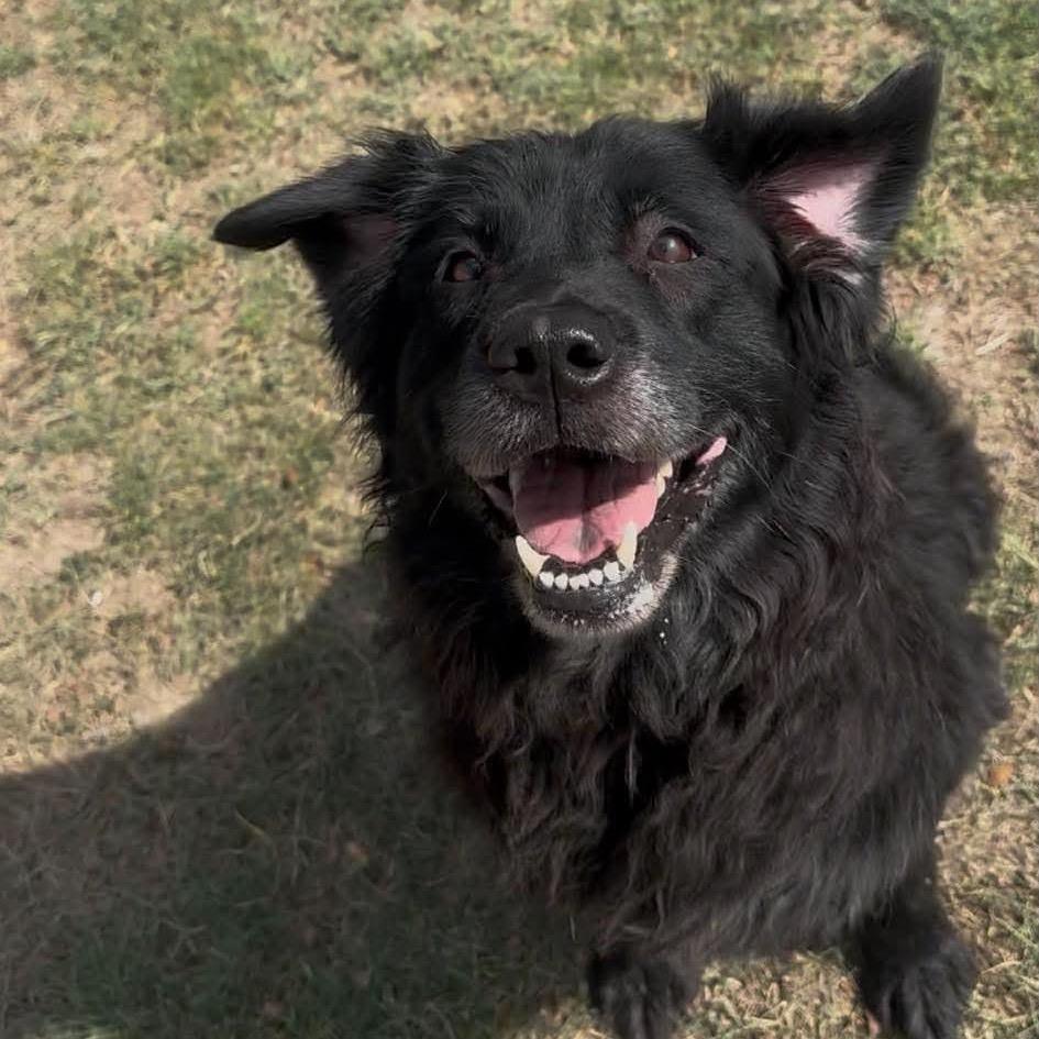 Enlarge Porsha, a Adoptable mixed breed in Amarillo, TX image 3/5
