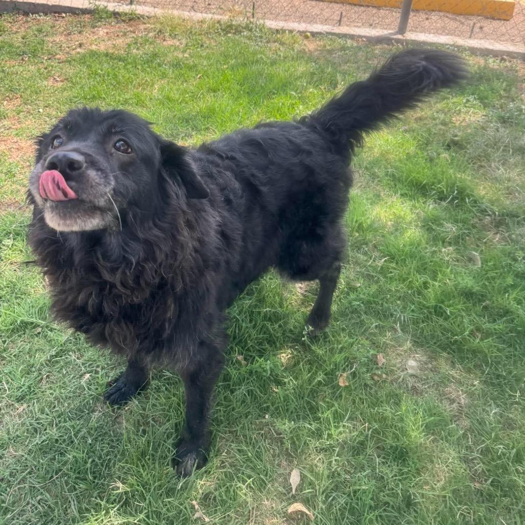 Enlarge Porsha, a Adoptable mixed breed in Amarillo, TX image 4/5