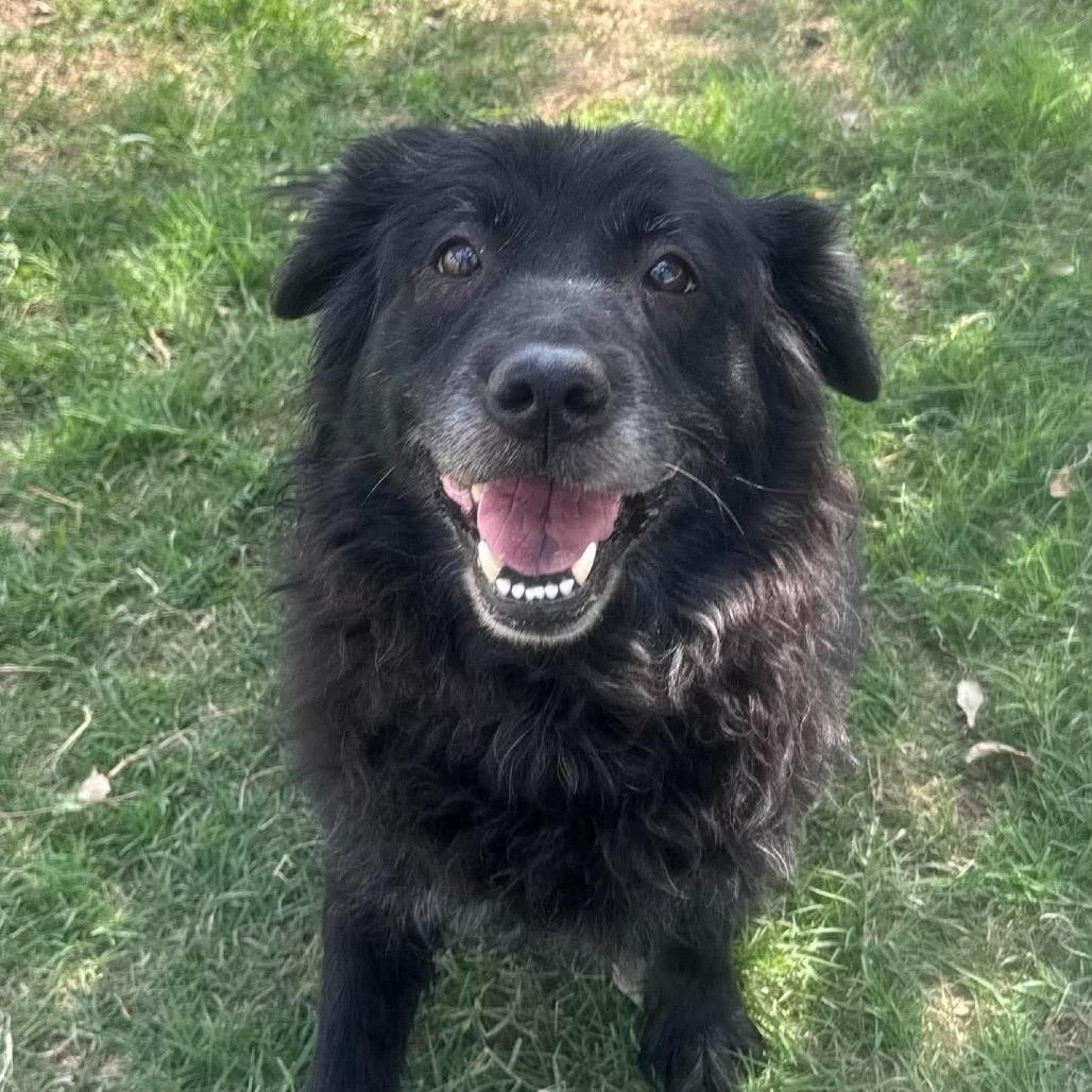 Enlarge Porsha, a Adoptable mixed breed in Amarillo, TX image 5/5