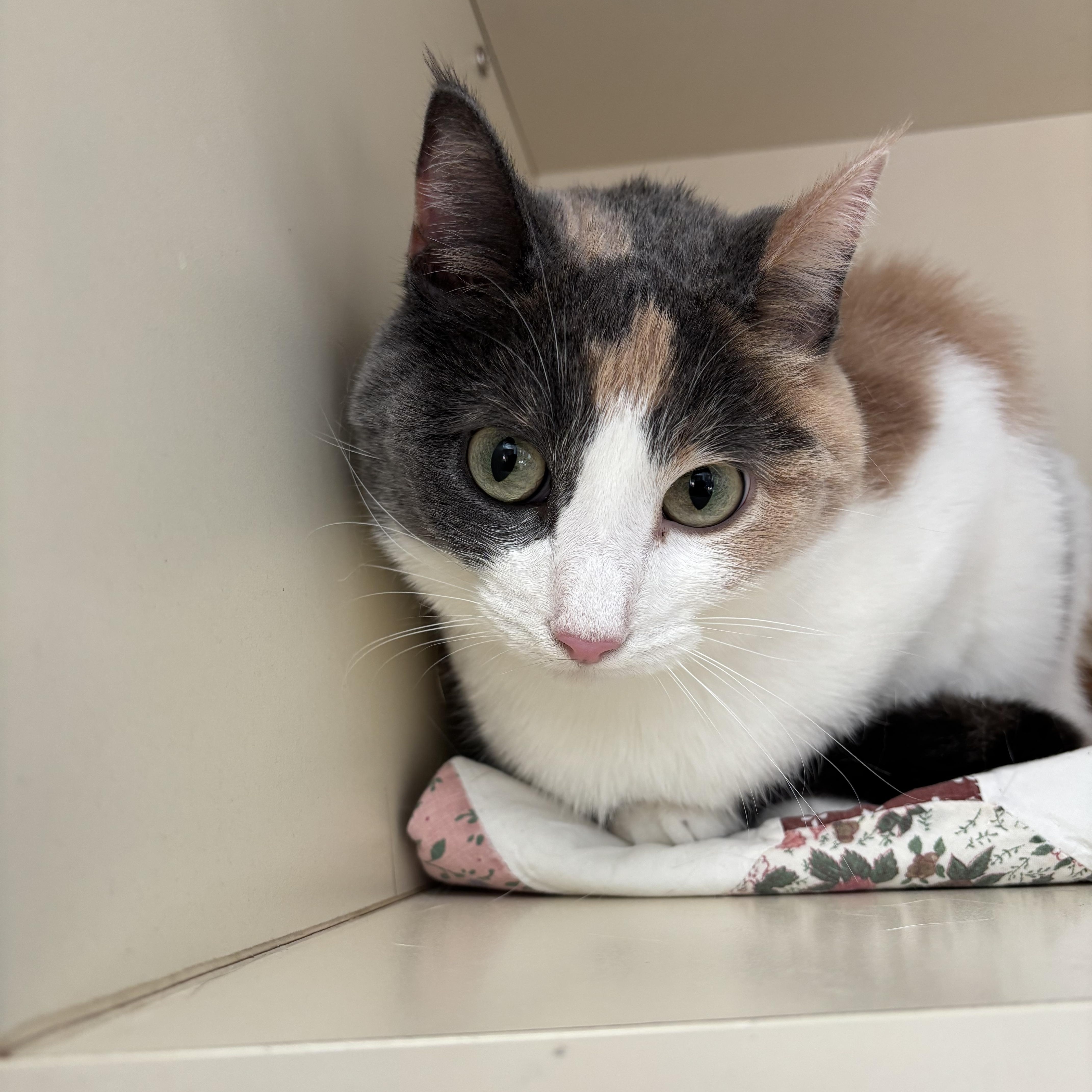 Mimi, ADOPTABLE, Adult Female Domestic Short Hair.