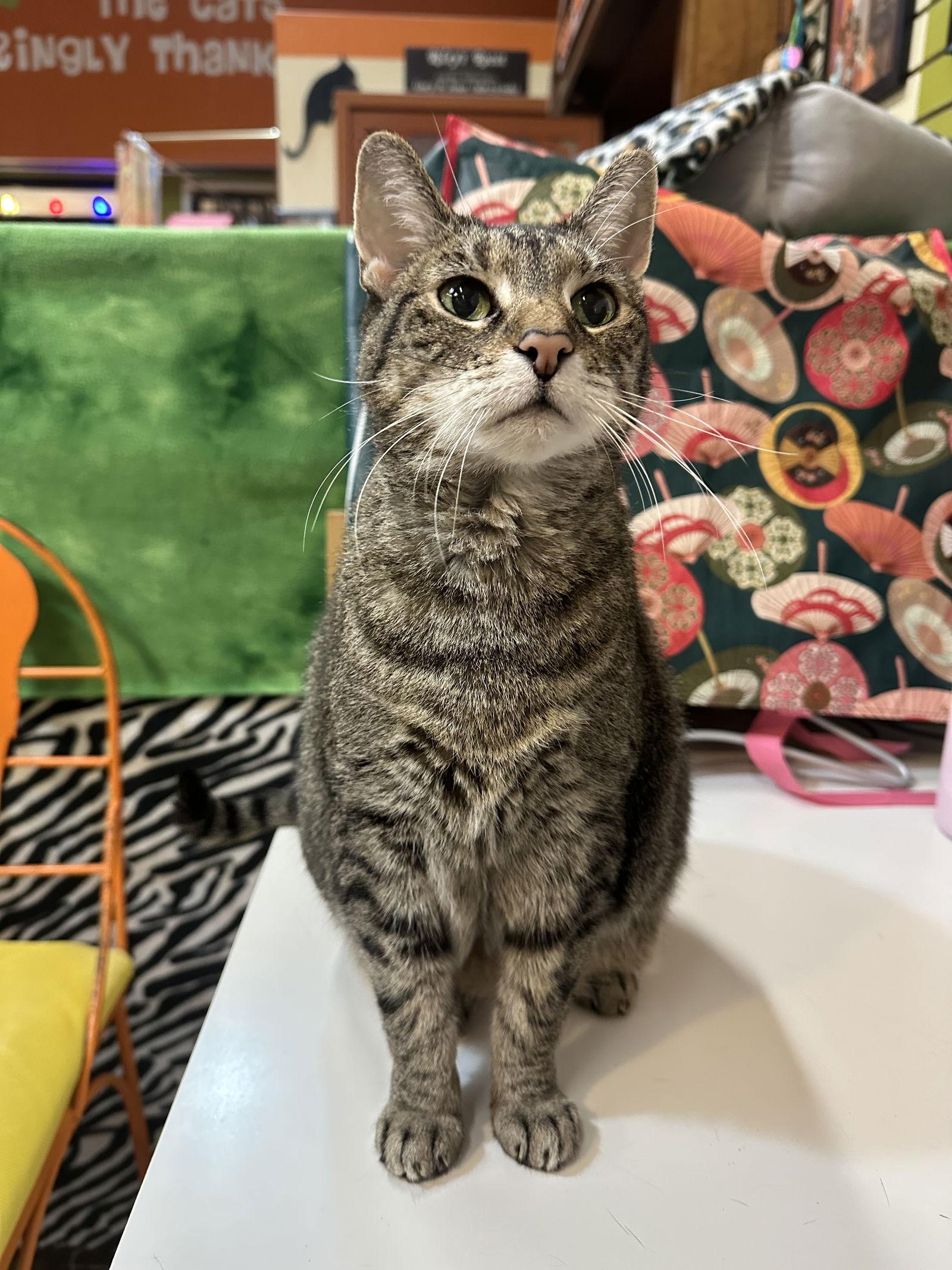 Kiddo, Adoptable, Senior Female Domestic Short Hair.