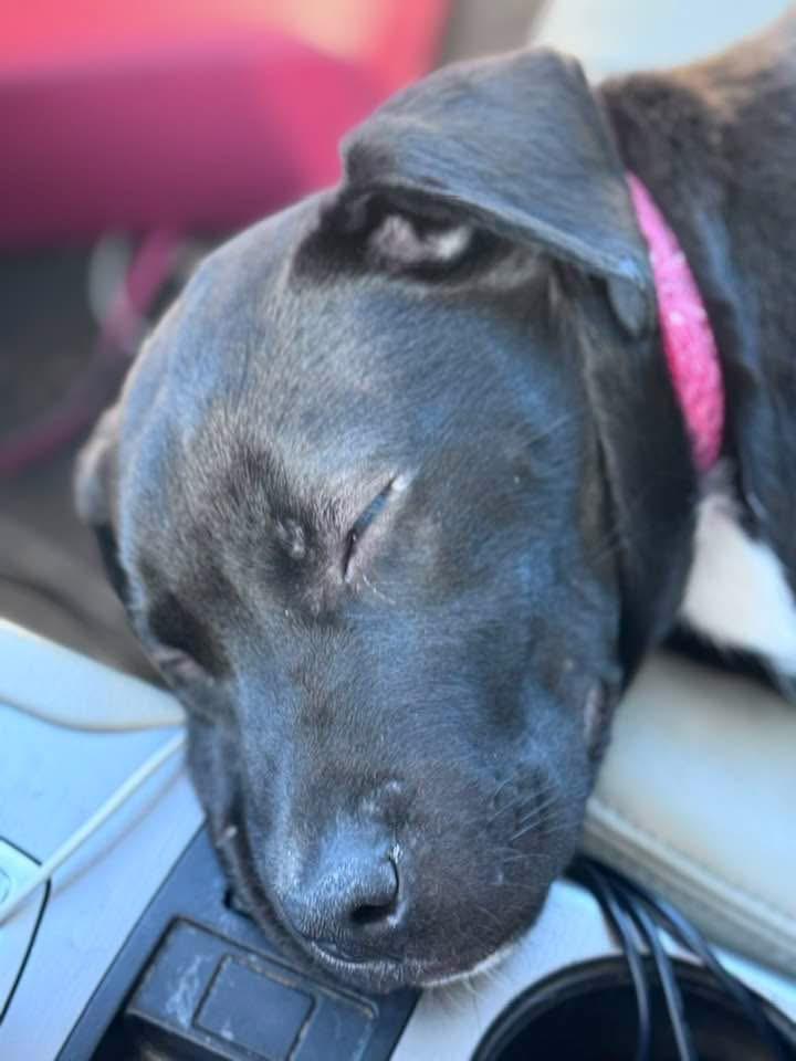 Enlarge Tucker, an adopted mixed breed in HONEY BROOK, PA image 2/5