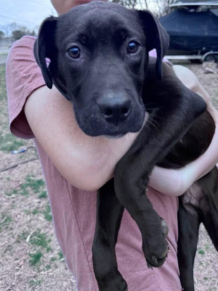 Enlarge Tucker, an adopted mixed breed in HONEY BROOK, PA image 4/5