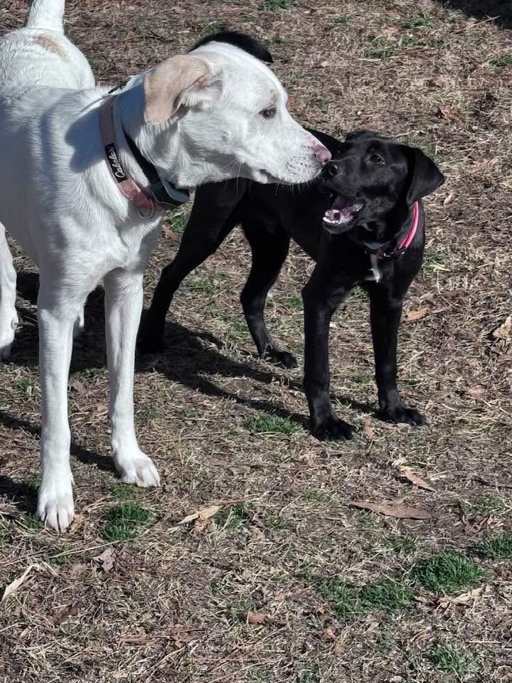 Enlarge Tucker, an adopted mixed breed in HONEY BROOK, PA image 5/5