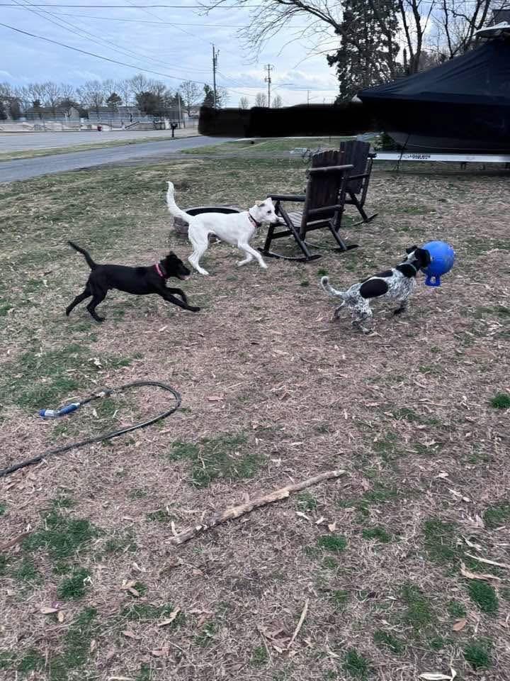 Enlarge Tucker, an adopted mixed breed in HONEY BROOK, PA image 3/5