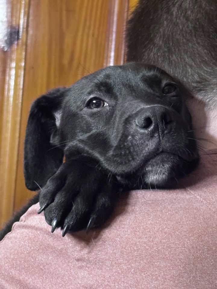 Enlarge Tucker, an adopted mixed breed in HONEY BROOK, PA image 1/5