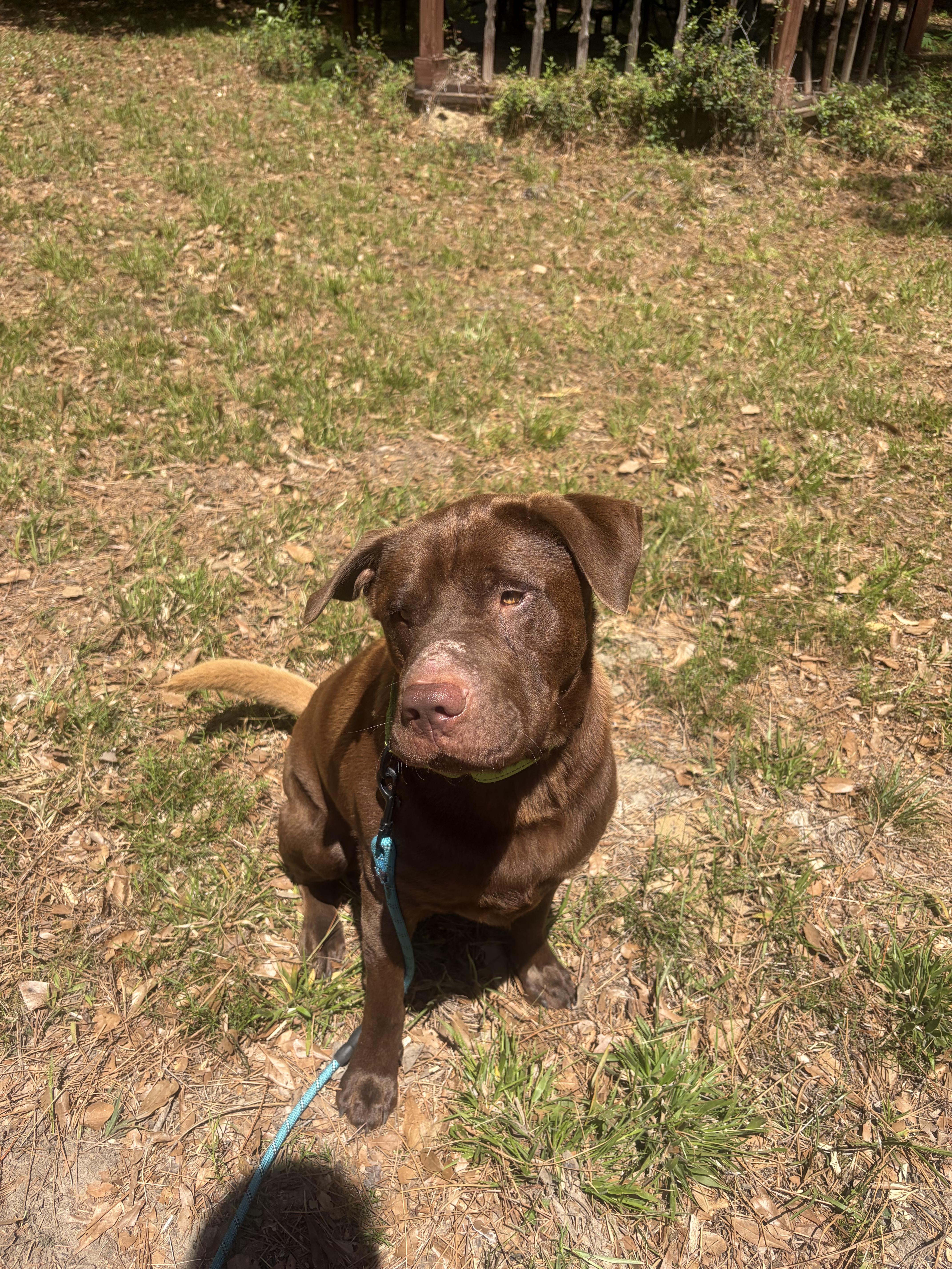 Yogi, a ADOPTABLE mixed breed in PENSACOLA, FL image 5/5