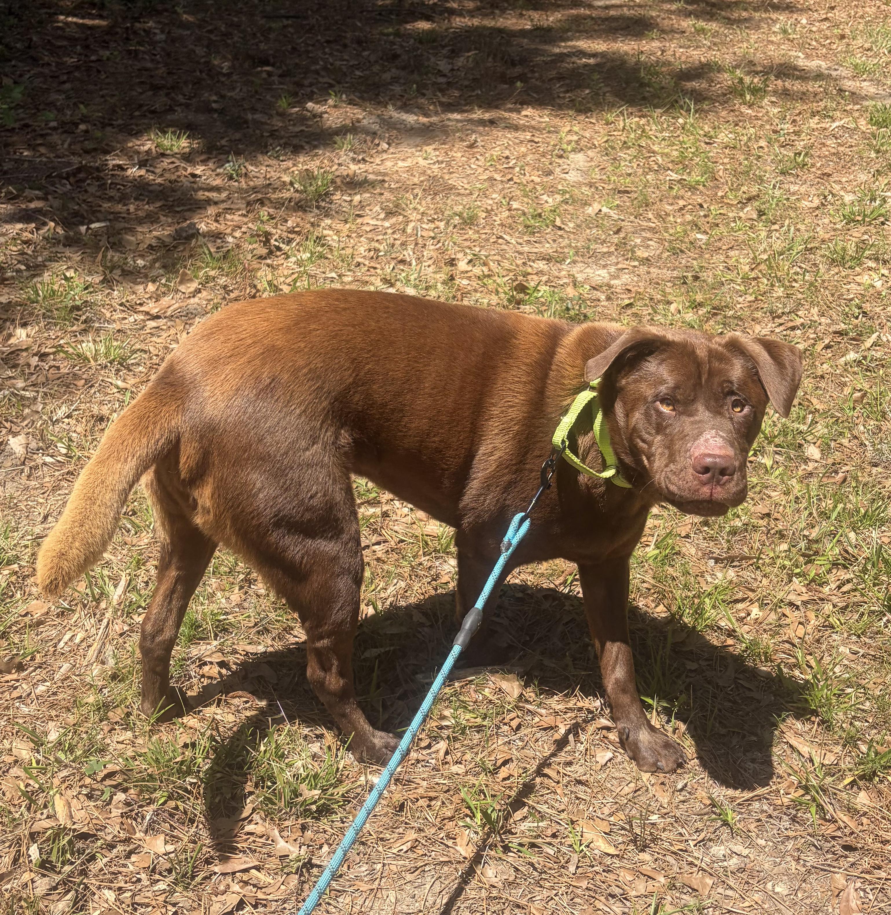 Yogi, a ADOPTABLE mixed breed in PENSACOLA, FL image 3/5