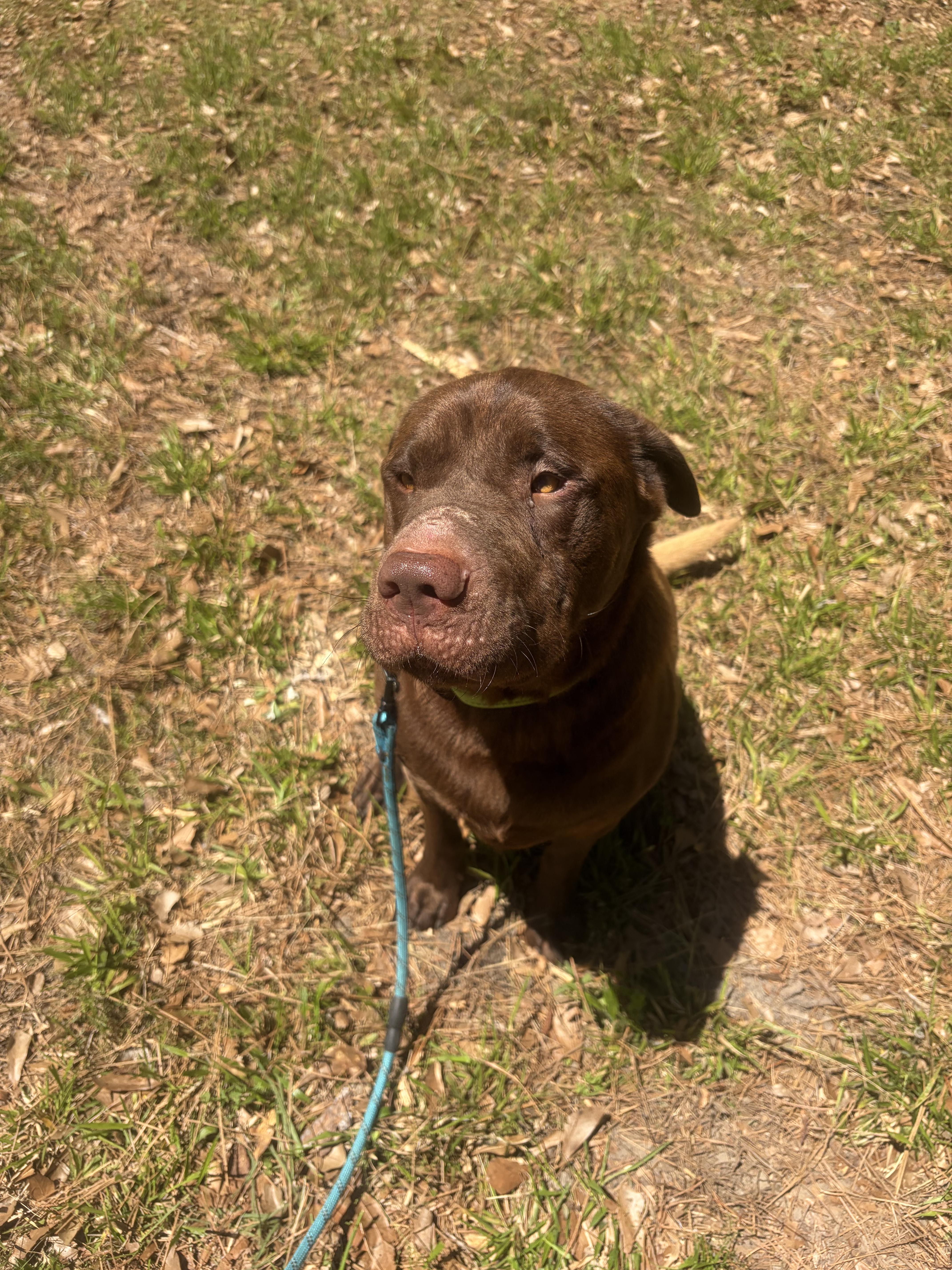 Yogi, a ADOPTABLE mixed breed in PENSACOLA, FL image 2/5