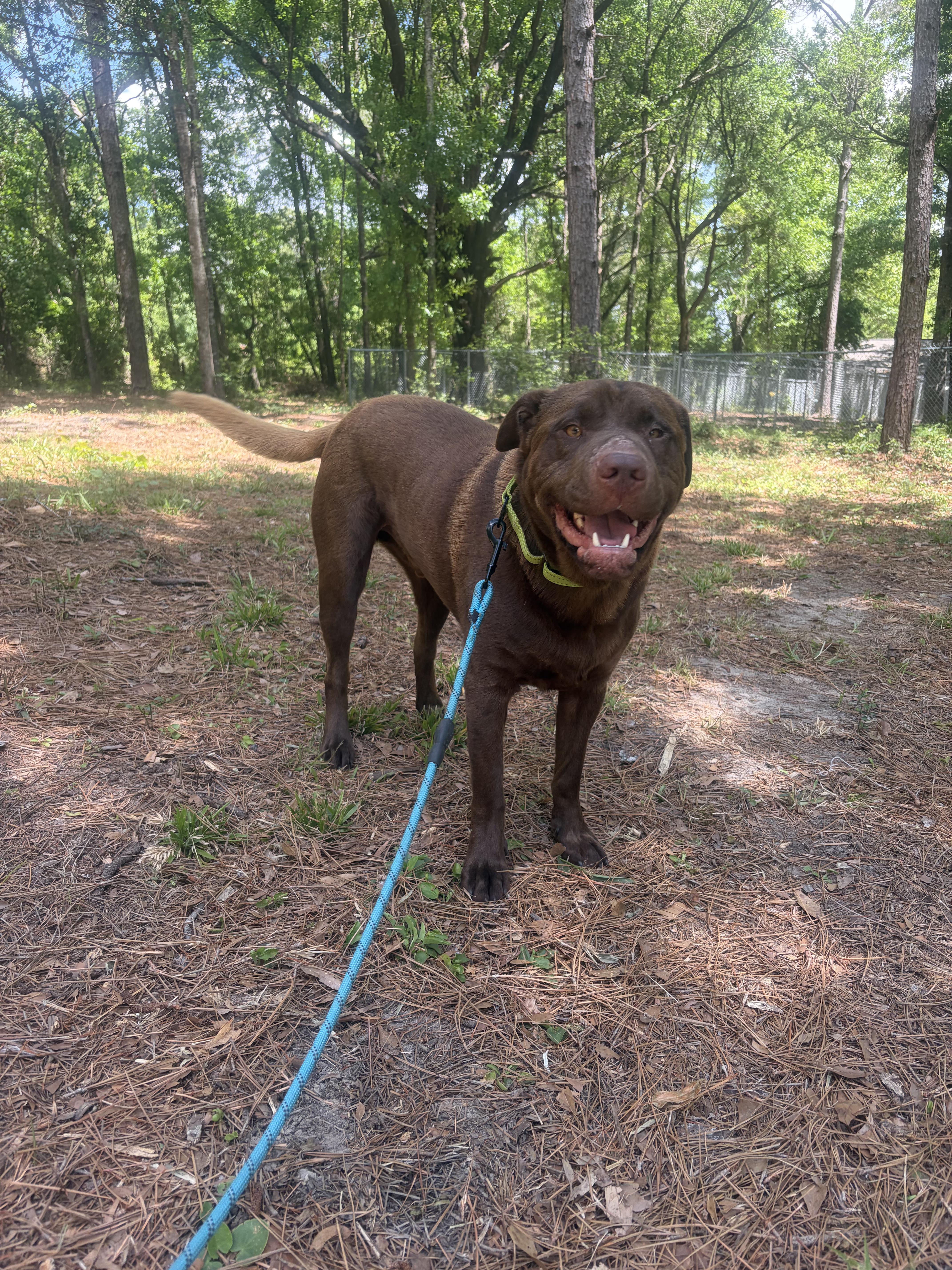Yogi, a ADOPTABLE mixed breed in PENSACOLA, FL image 4/5