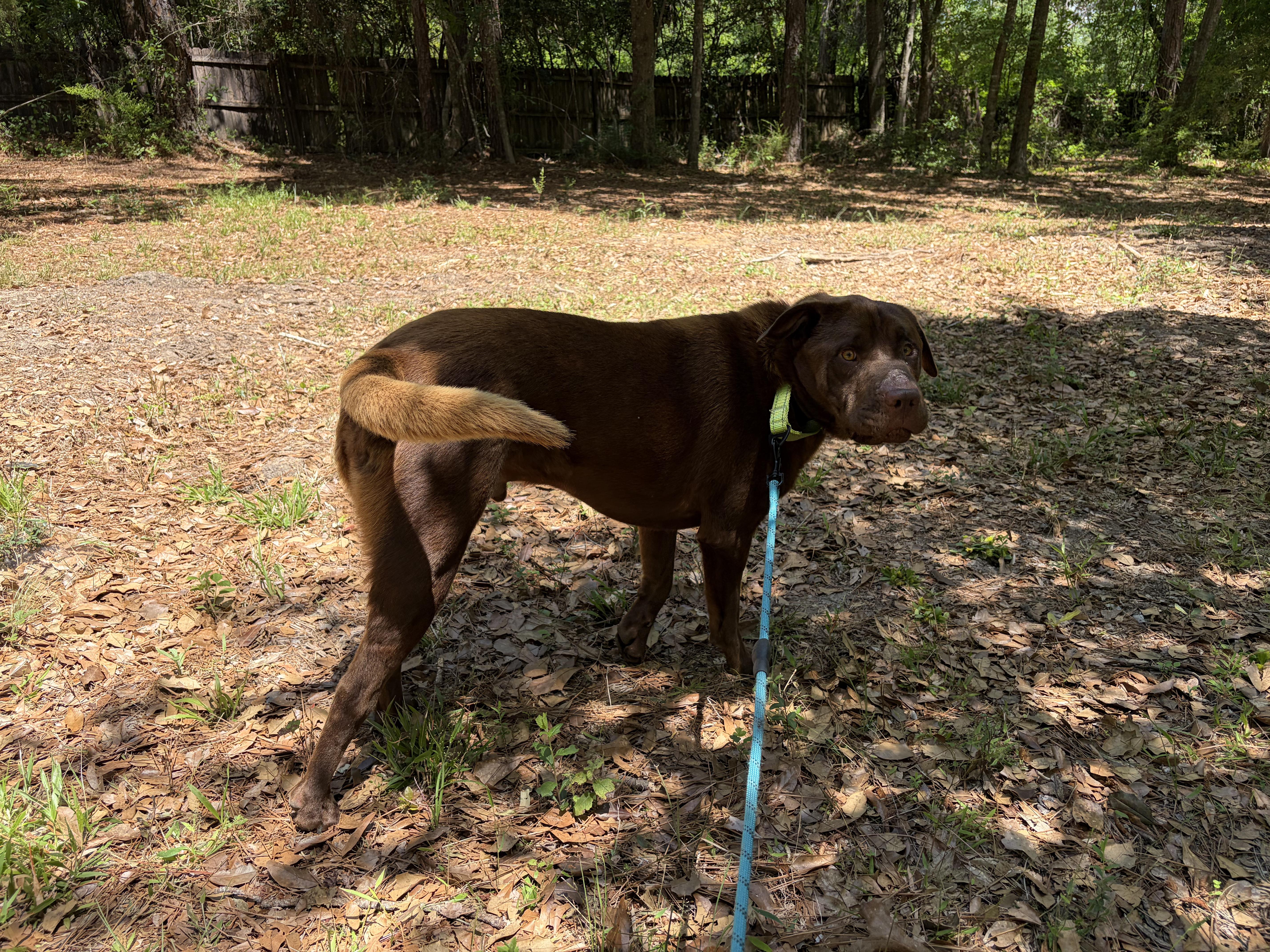 Yogi, a ADOPTABLE mixed breed in PENSACOLA, FL image 1/5