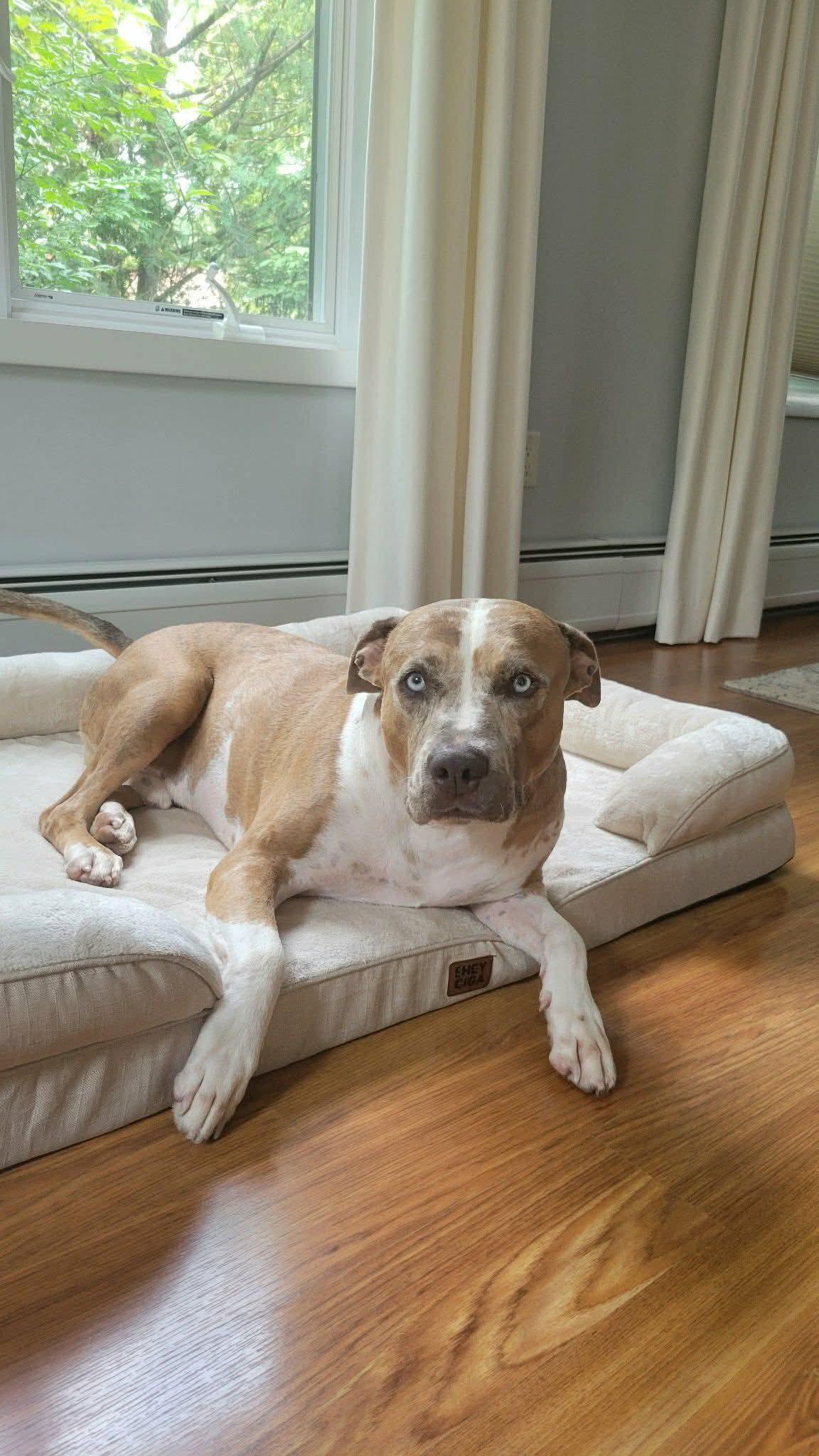 Enlarge Rune, a Adoptable Pit Bull Terrier in Westwood, NJ image 2/3