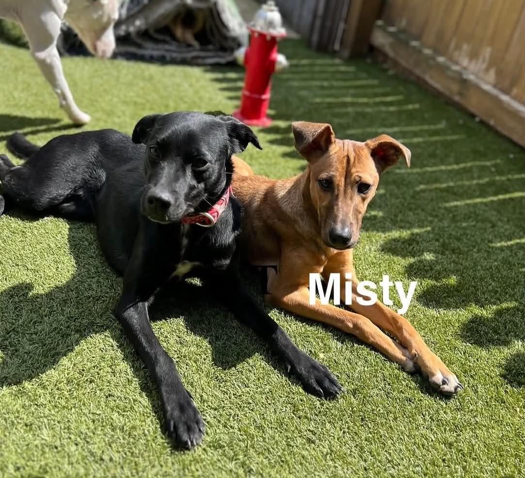 Enlarge Misty, a ADOPTABLE mixed breed in Columbia, MD image 2/6