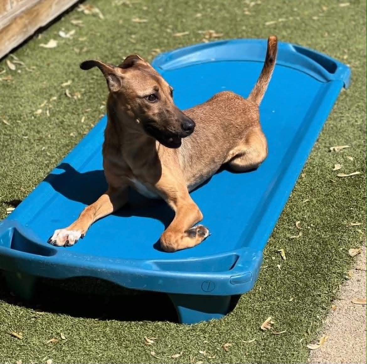 Enlarge Misty, a ADOPTABLE mixed breed in Columbia, MD image 1/6