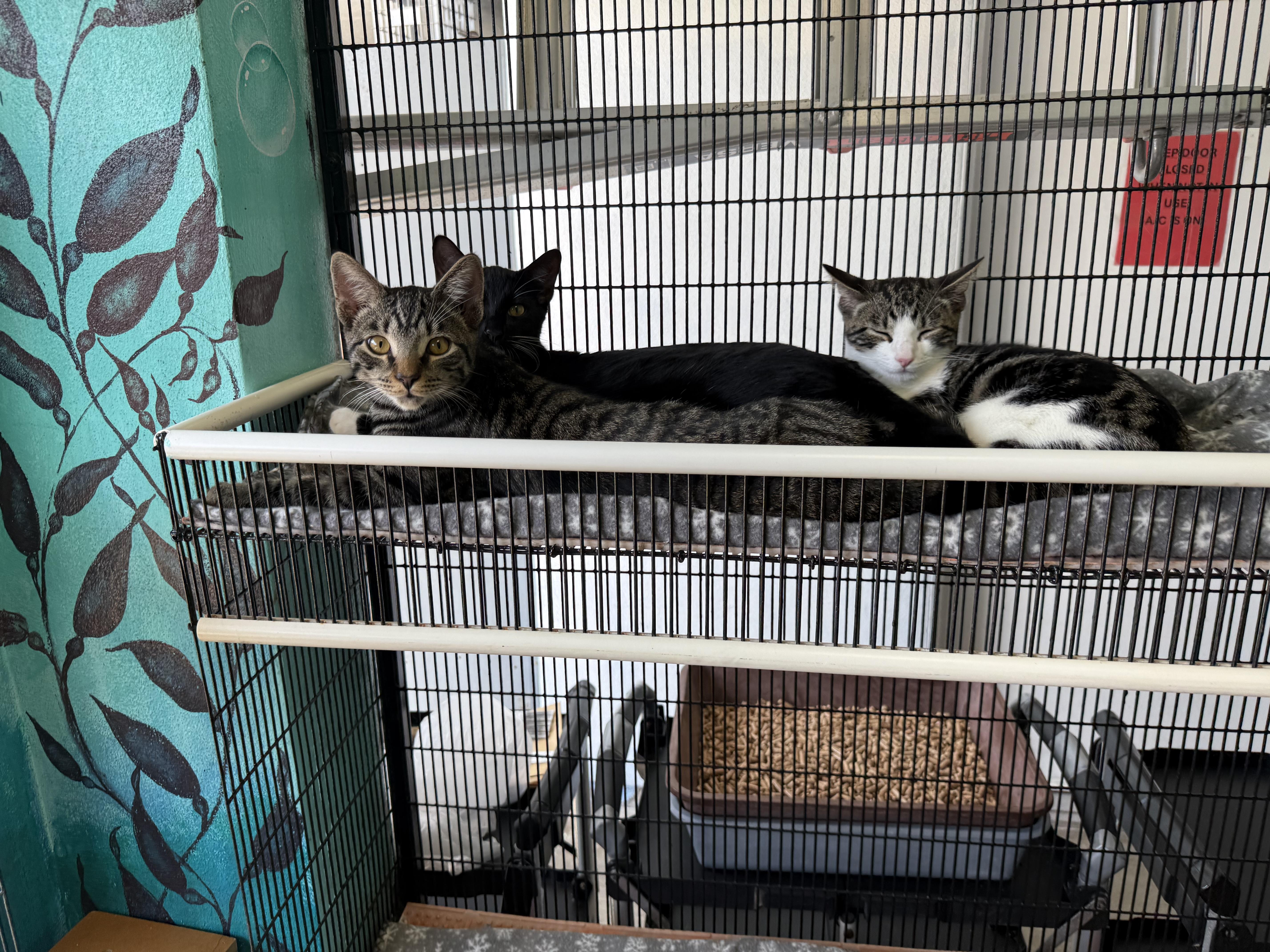 Enlarge Ferrari, a Adoptable Tabby in Newport Beach, CA image 4/5