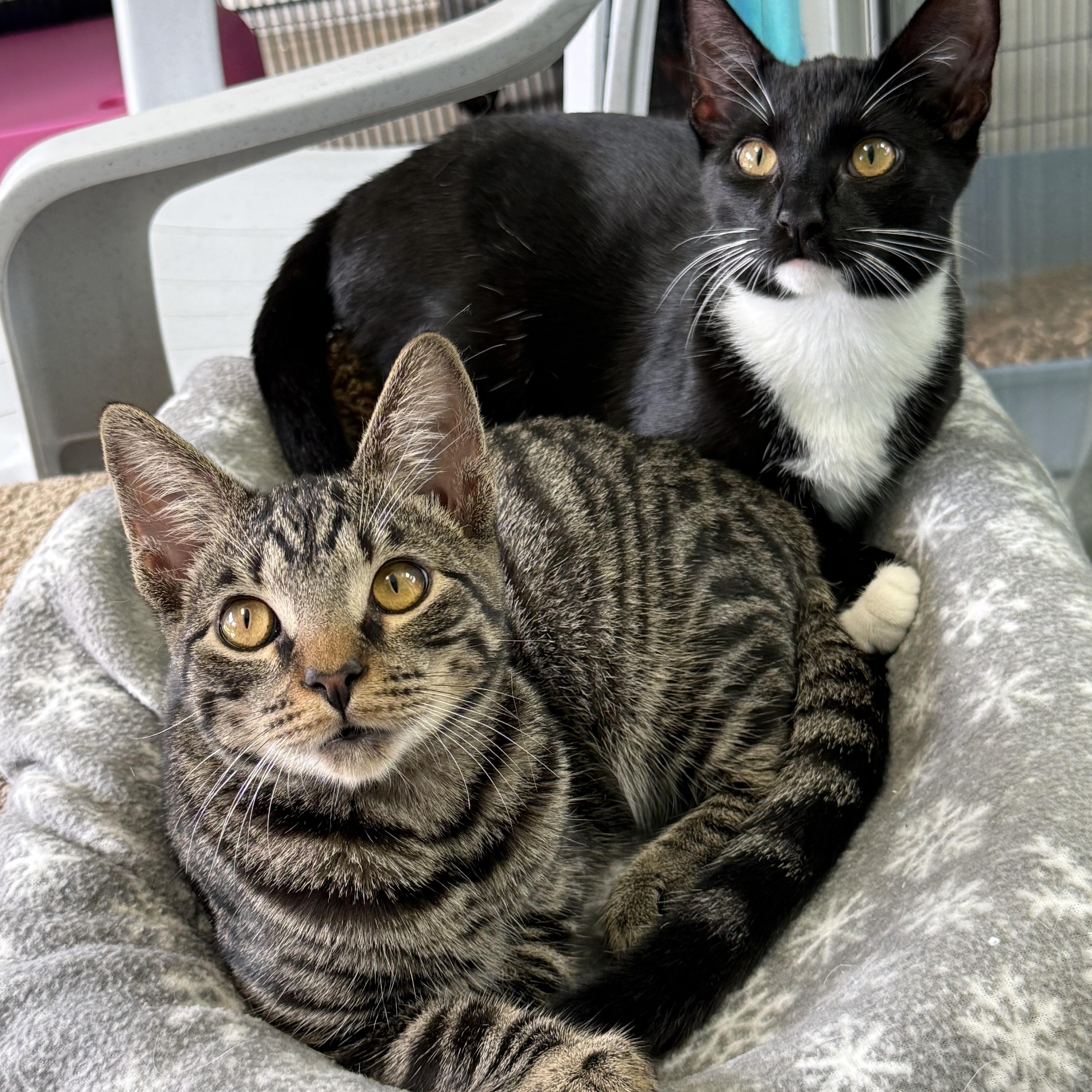 Enlarge Ferrari, a Adoptable Tabby in Newport Beach, CA image 2/5