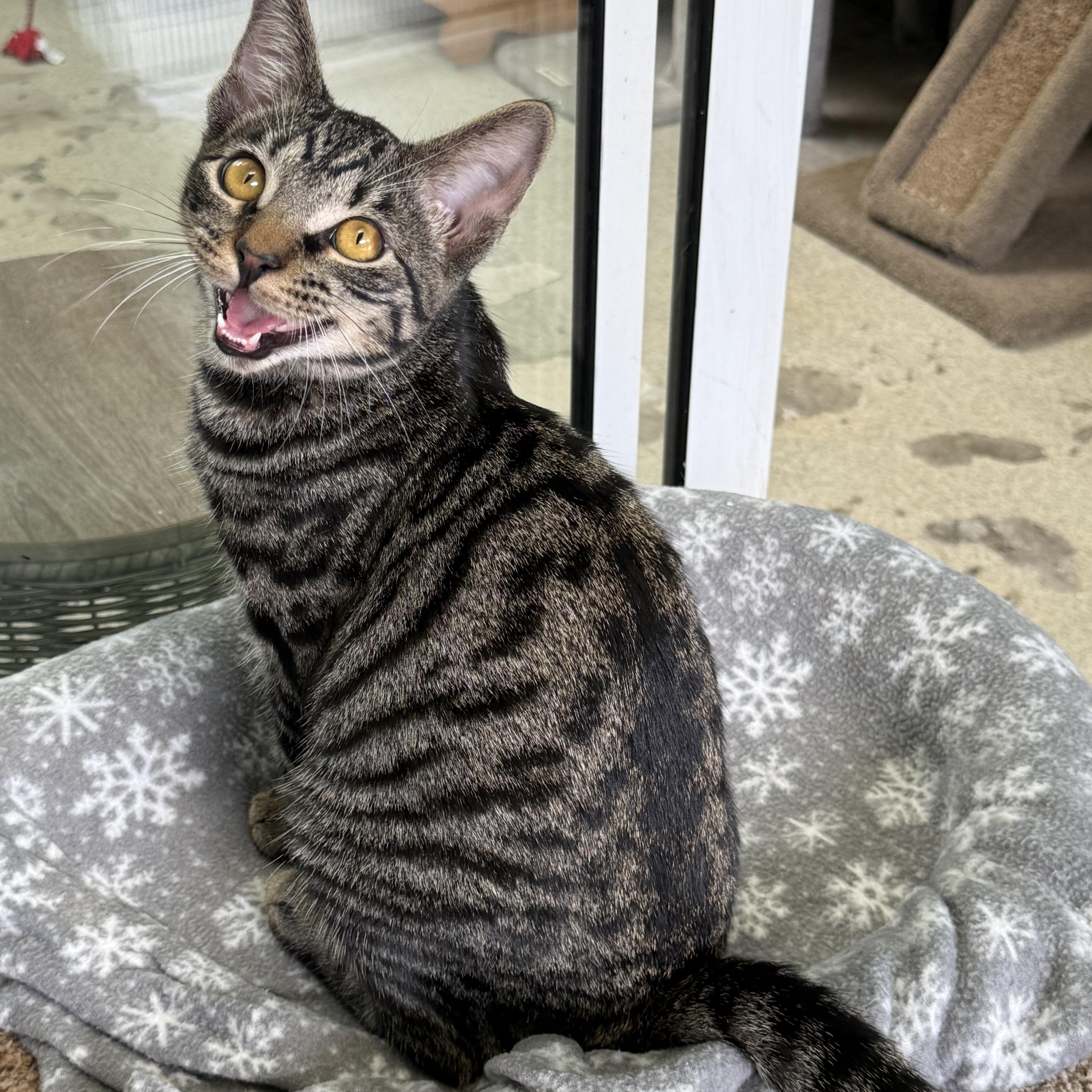 Enlarge Ferrari, a Adoptable Tabby in Newport Beach, CA image 1/5