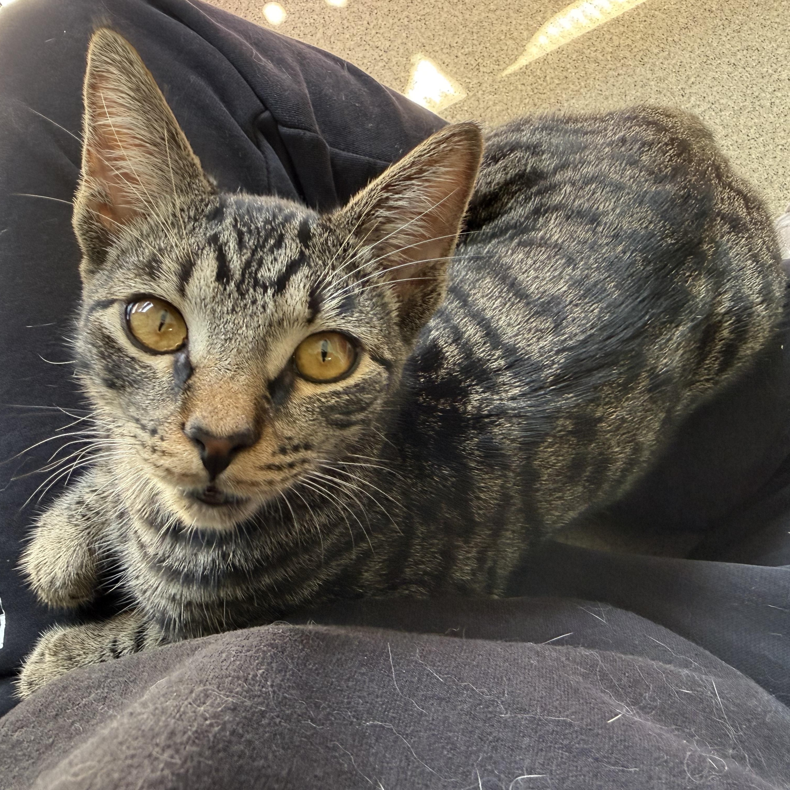 Enlarge Ferrari, a Adoptable Tabby in Newport Beach, CA image 3/5
