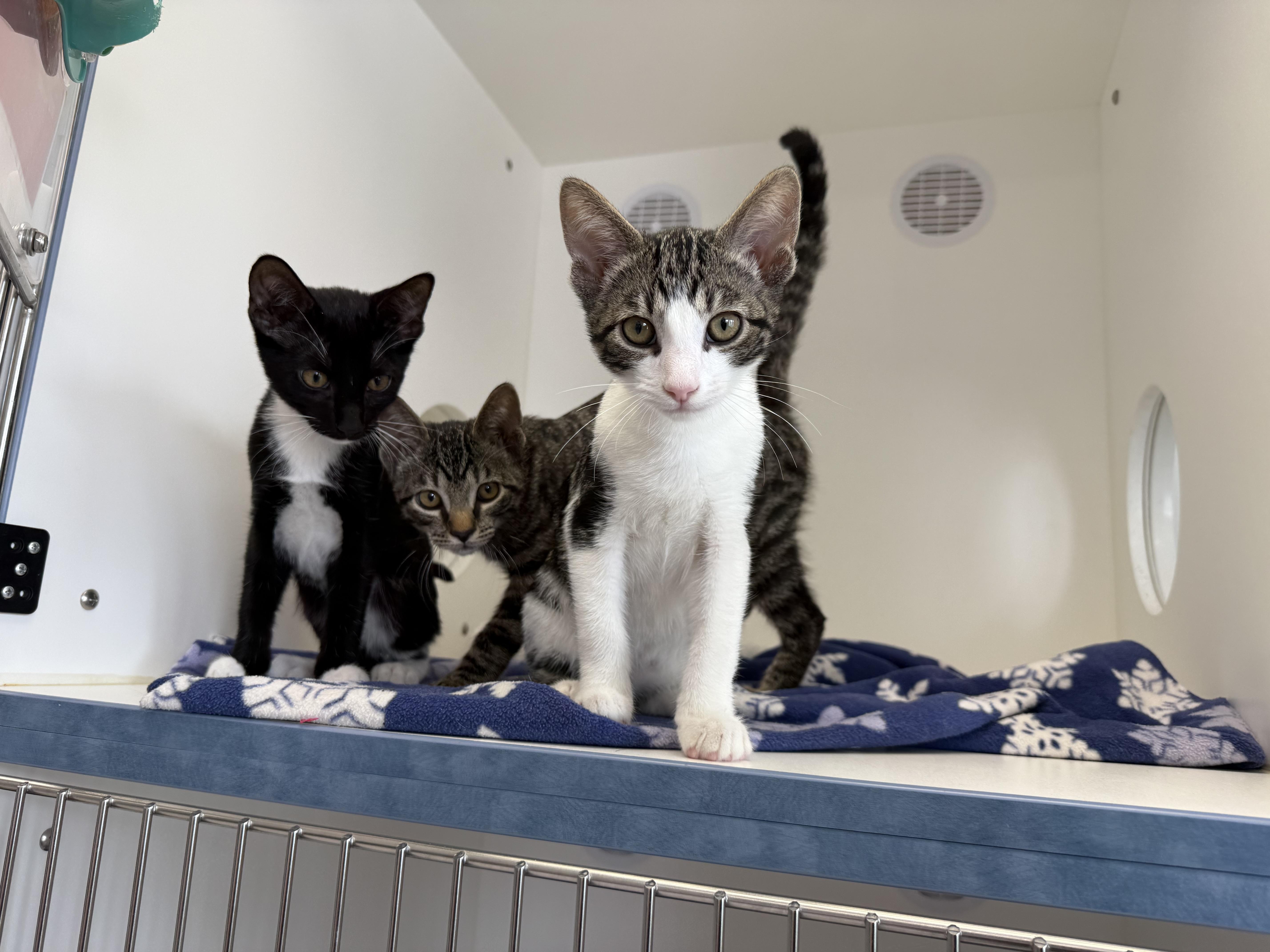 Enlarge Ferrari, a Adoptable Tabby in Newport Beach, CA image 5/5