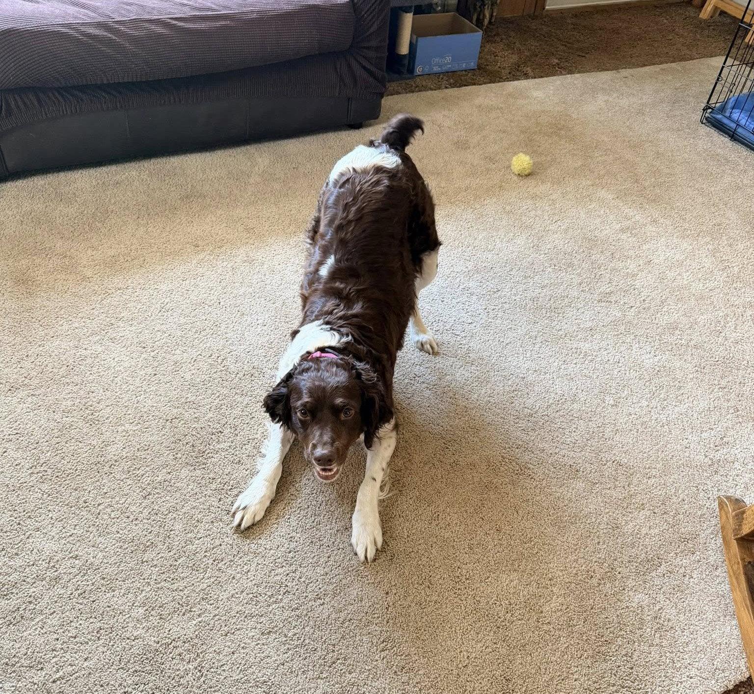 Enlarge OH/Daisy, a Adoptable Brittany Spaniel in Kent, OH image 1/3