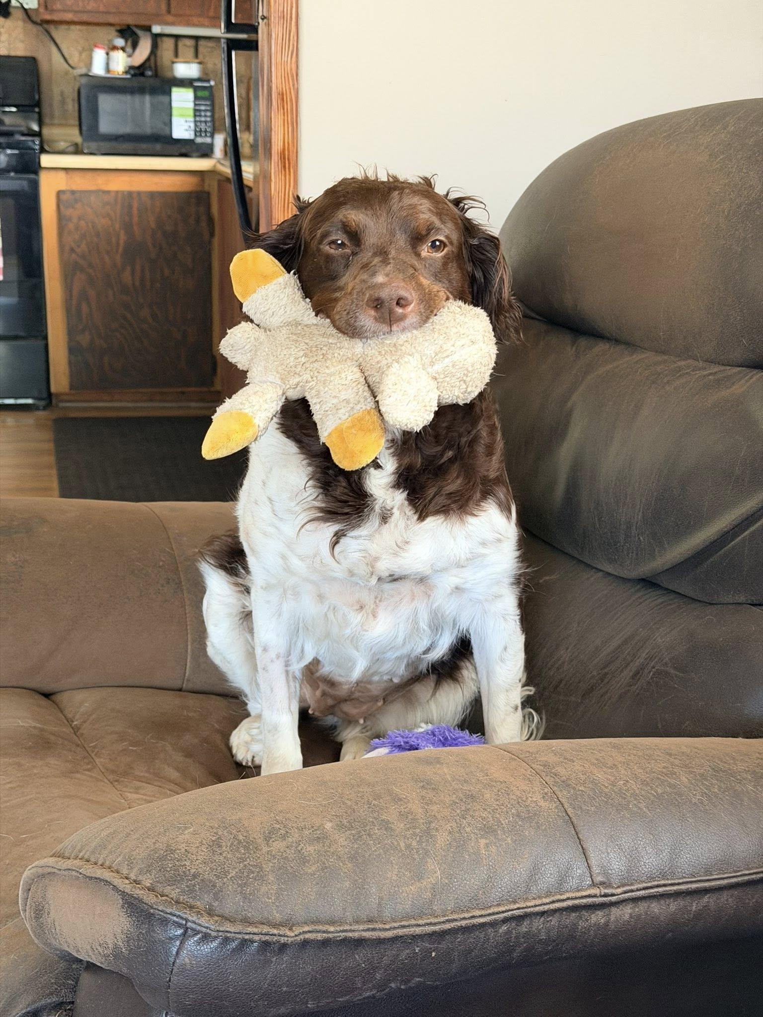 Enlarge OH/Daisy, a Adoptable Brittany Spaniel in Kent, OH image 2/3