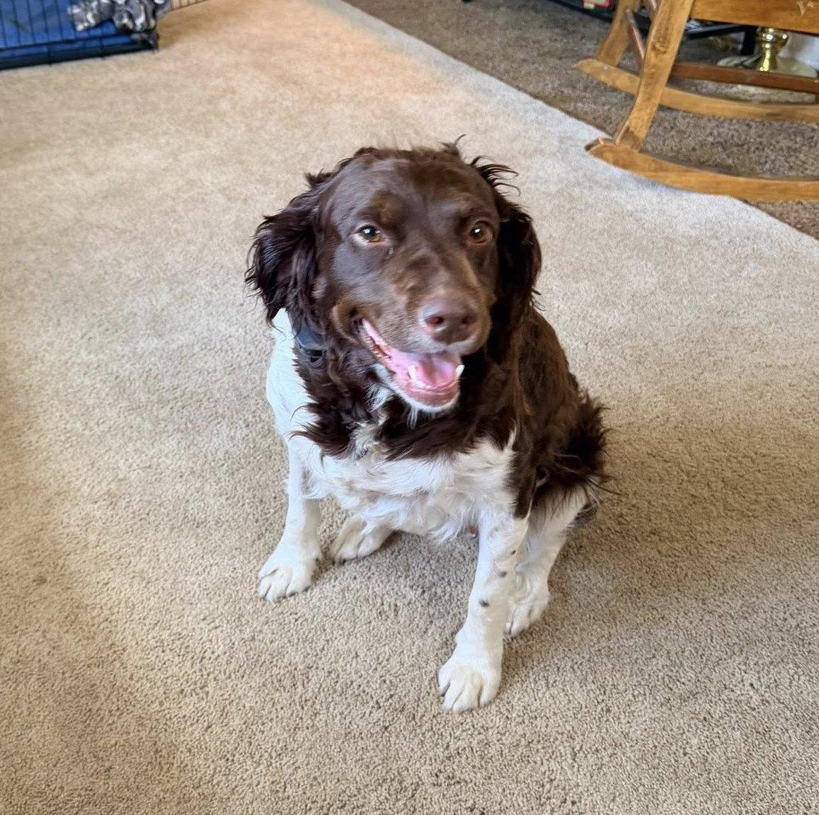 Enlarge OH/Daisy, a Adoptable Brittany Spaniel in Kent, OH image 3/3