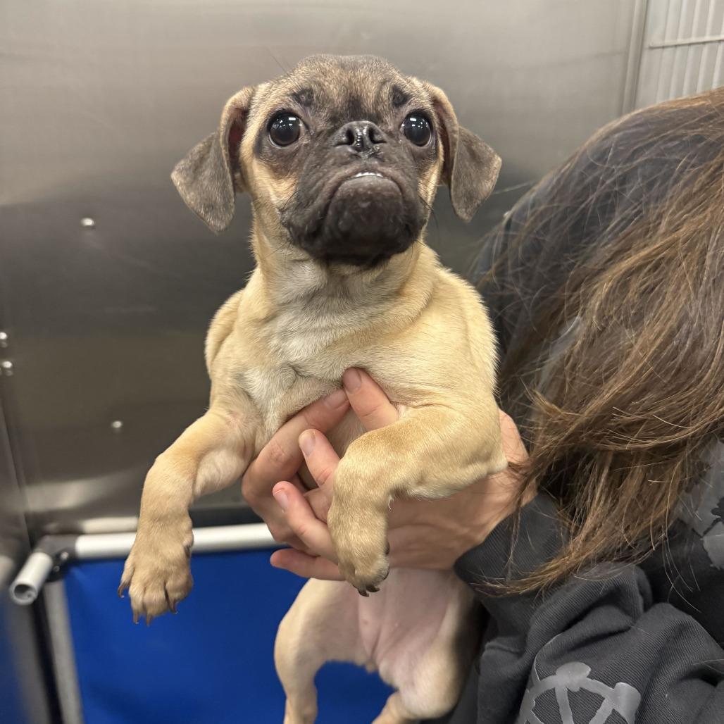 Dolly Pugton, Adopted, Young Female Pug & Chihuahua.
