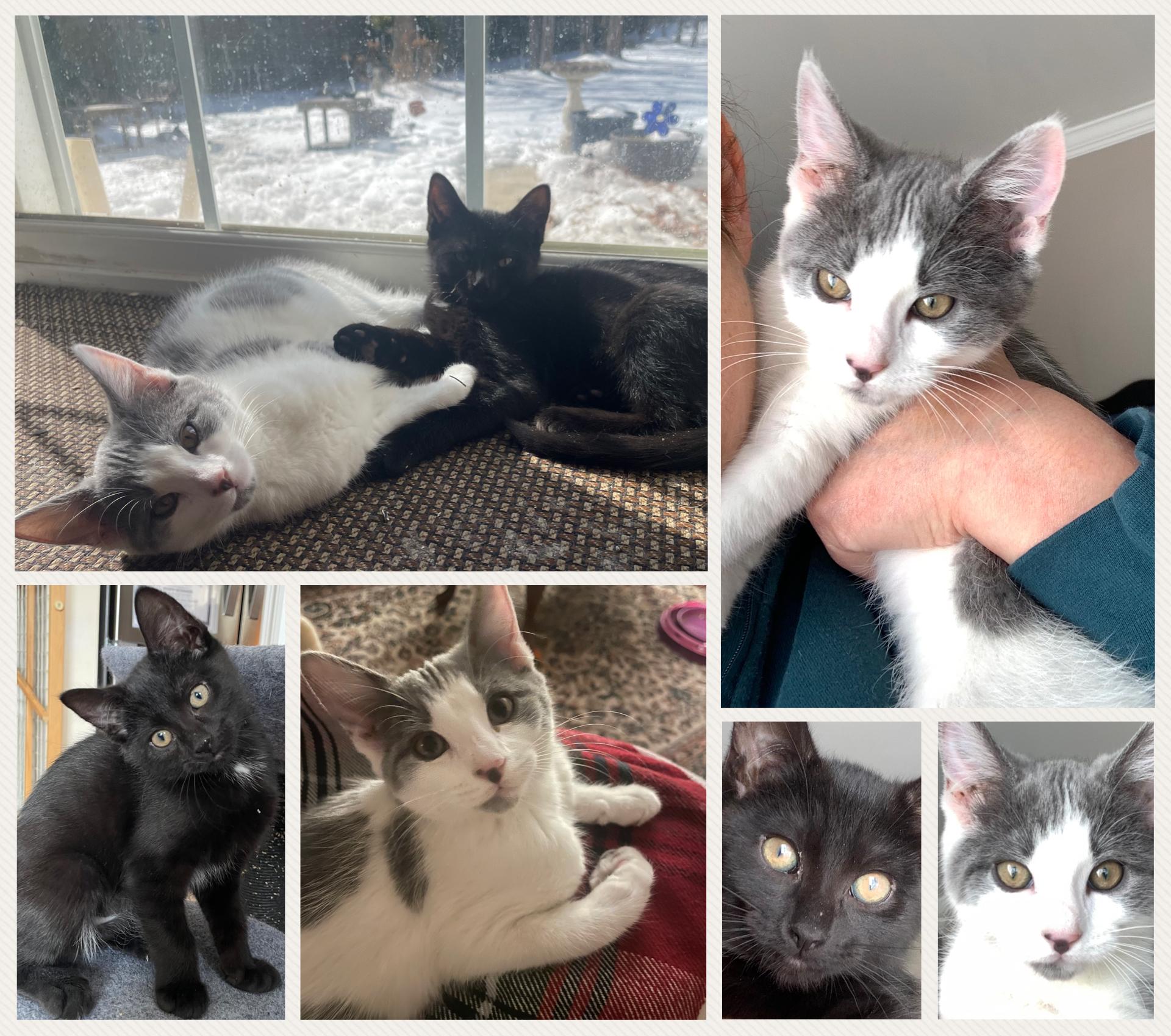 Enlarge Lavender and Sapphire, an adopted Domestic Short Hair in Turnersville, NJ image 6/6