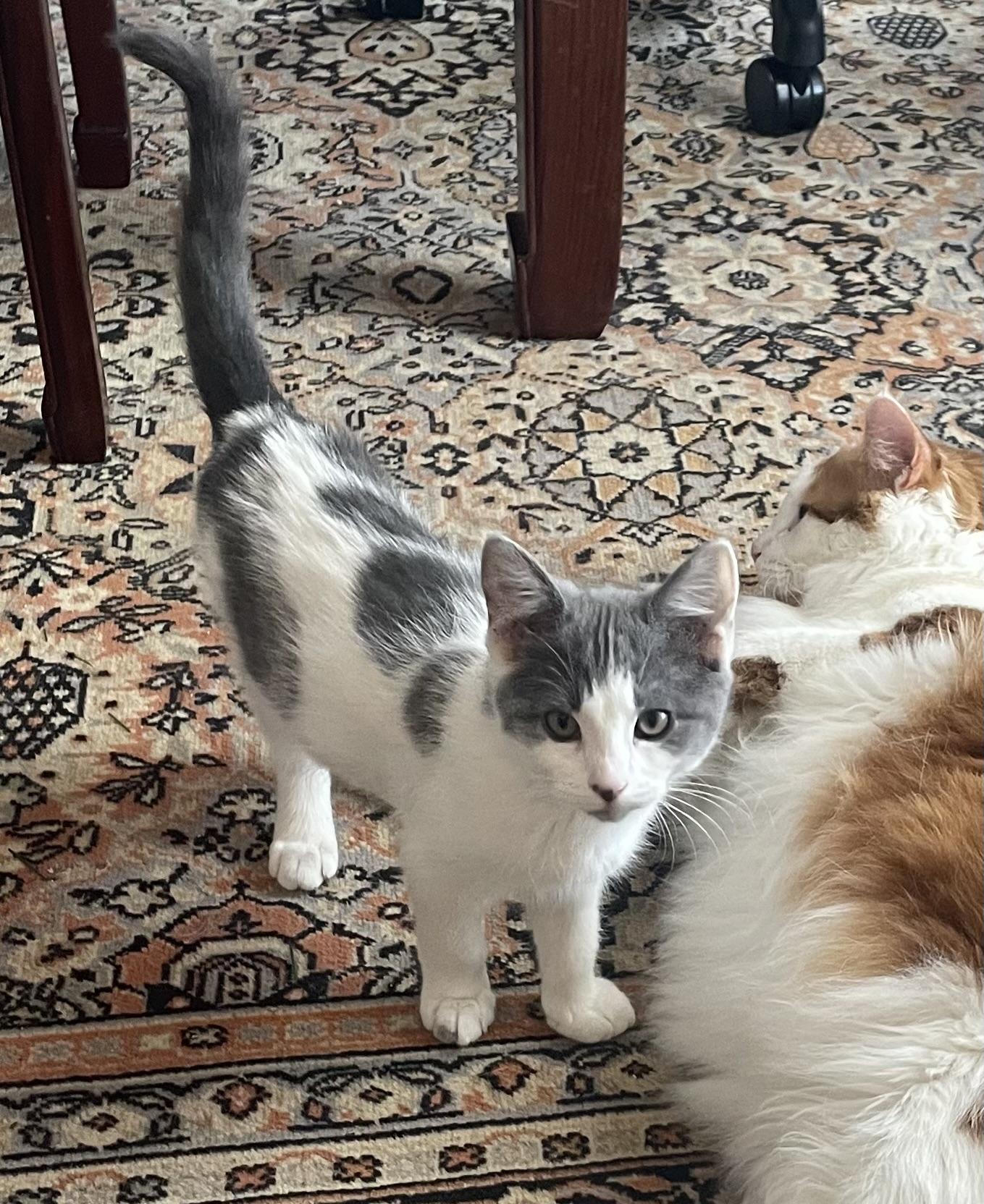 Enlarge Lavender and Sapphire, an adopted Domestic Short Hair in Turnersville, NJ image 3/6