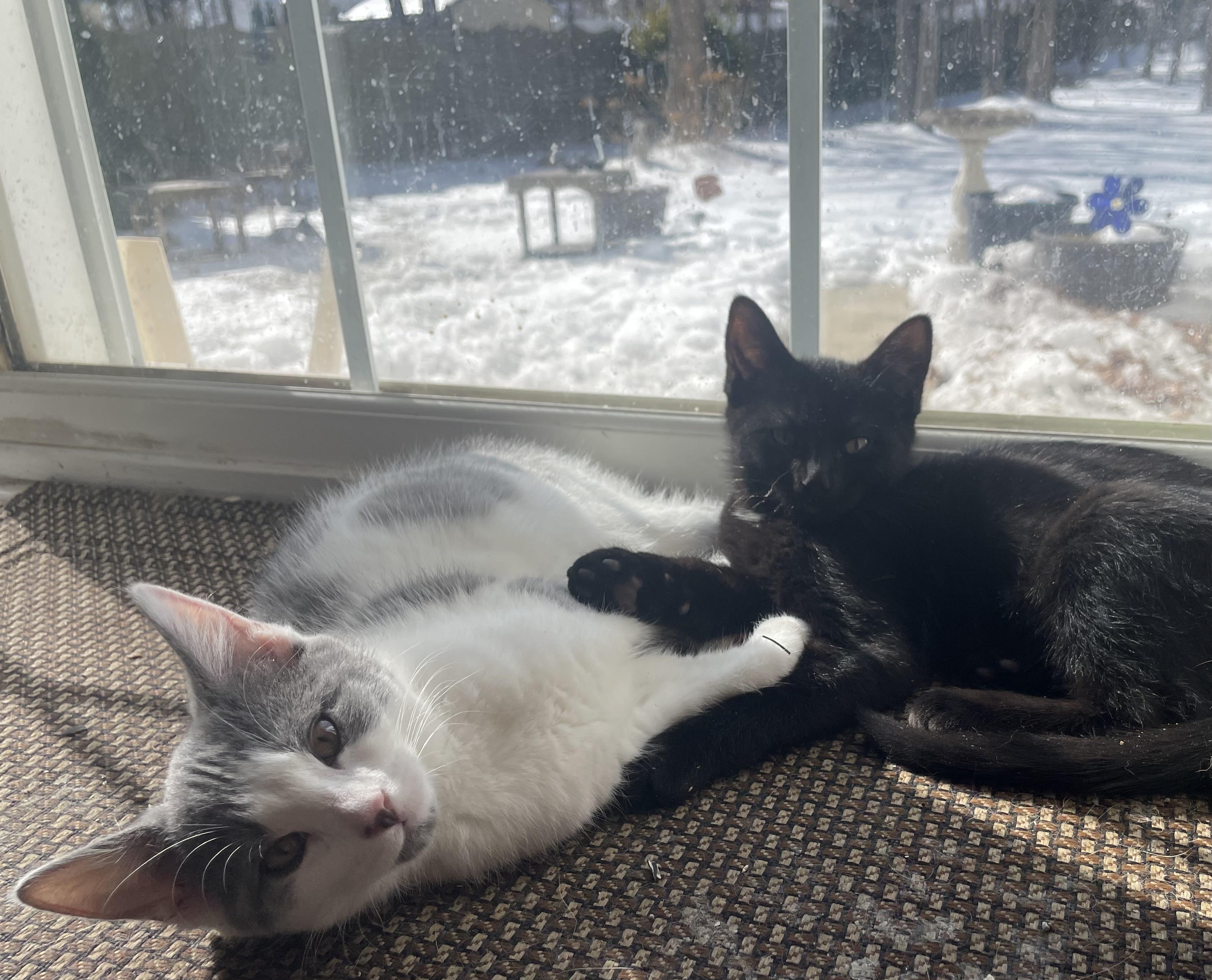 Enlarge Lavender and Sapphire, an adopted Domestic Short Hair in Turnersville, NJ image 1/6