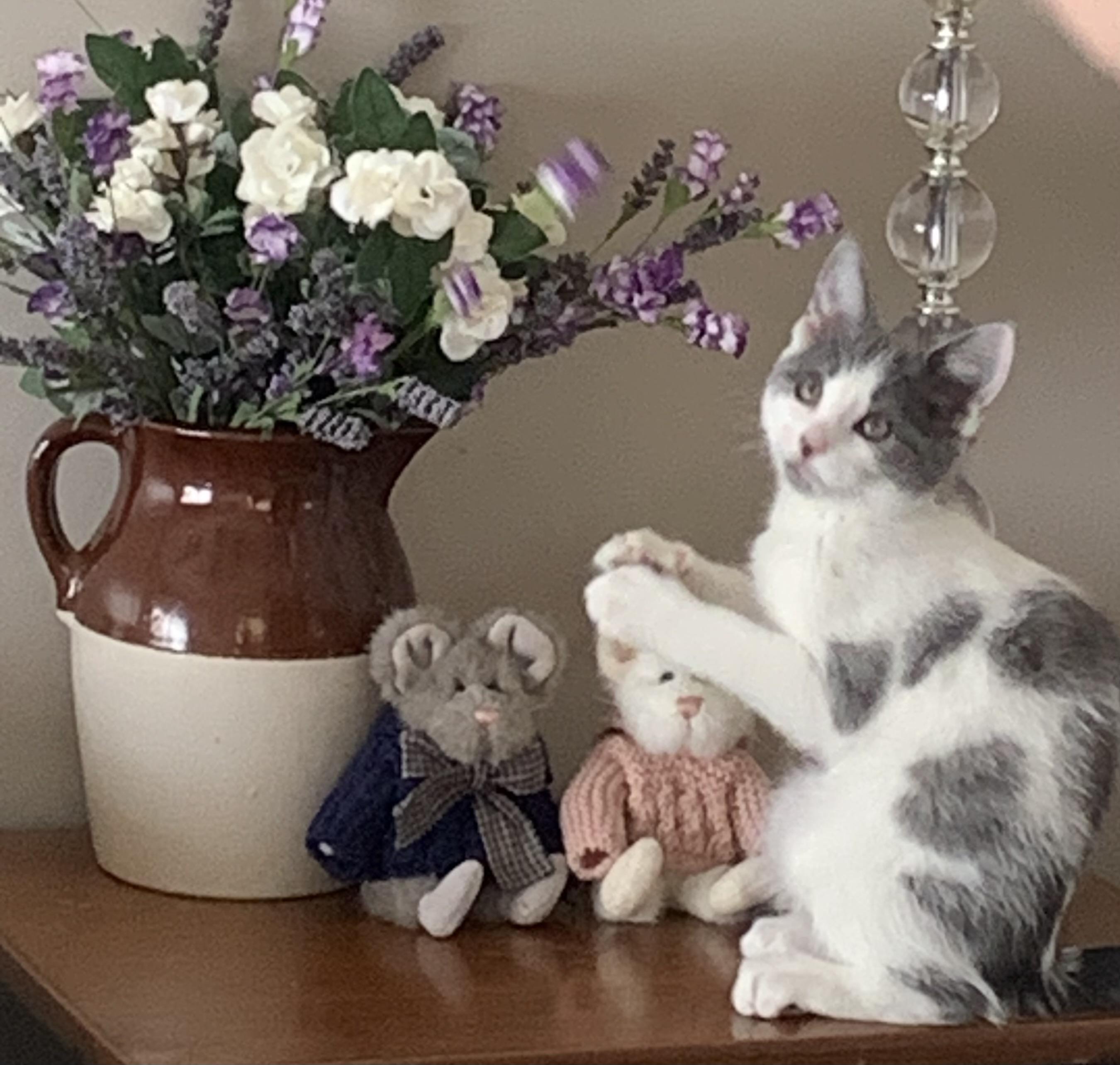 Enlarge Lavender and Sapphire, an adopted Domestic Short Hair in Turnersville, NJ image 4/6