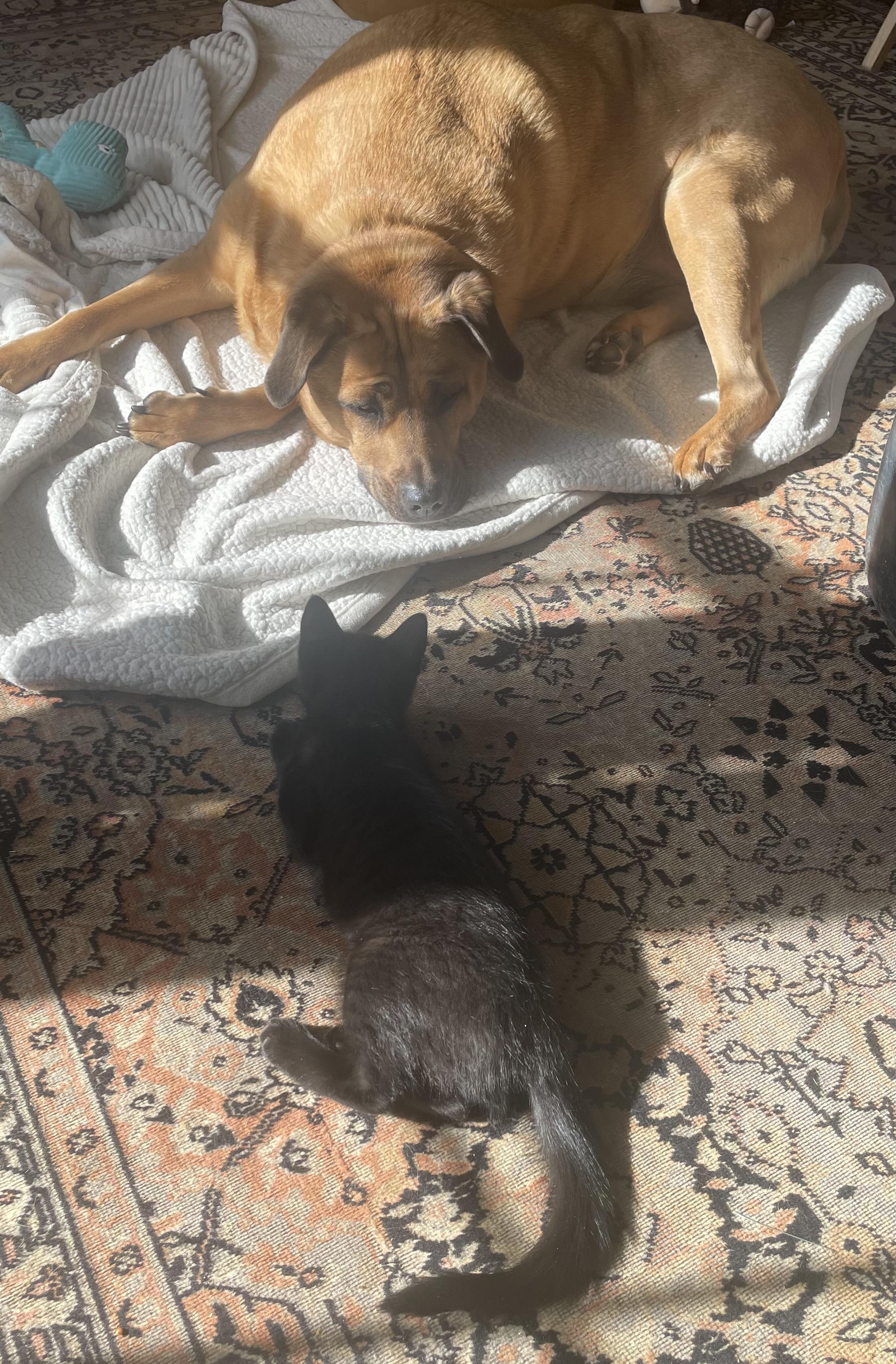 Enlarge Lavender and Sapphire, an adopted Domestic Short Hair in Turnersville, NJ image 5/6