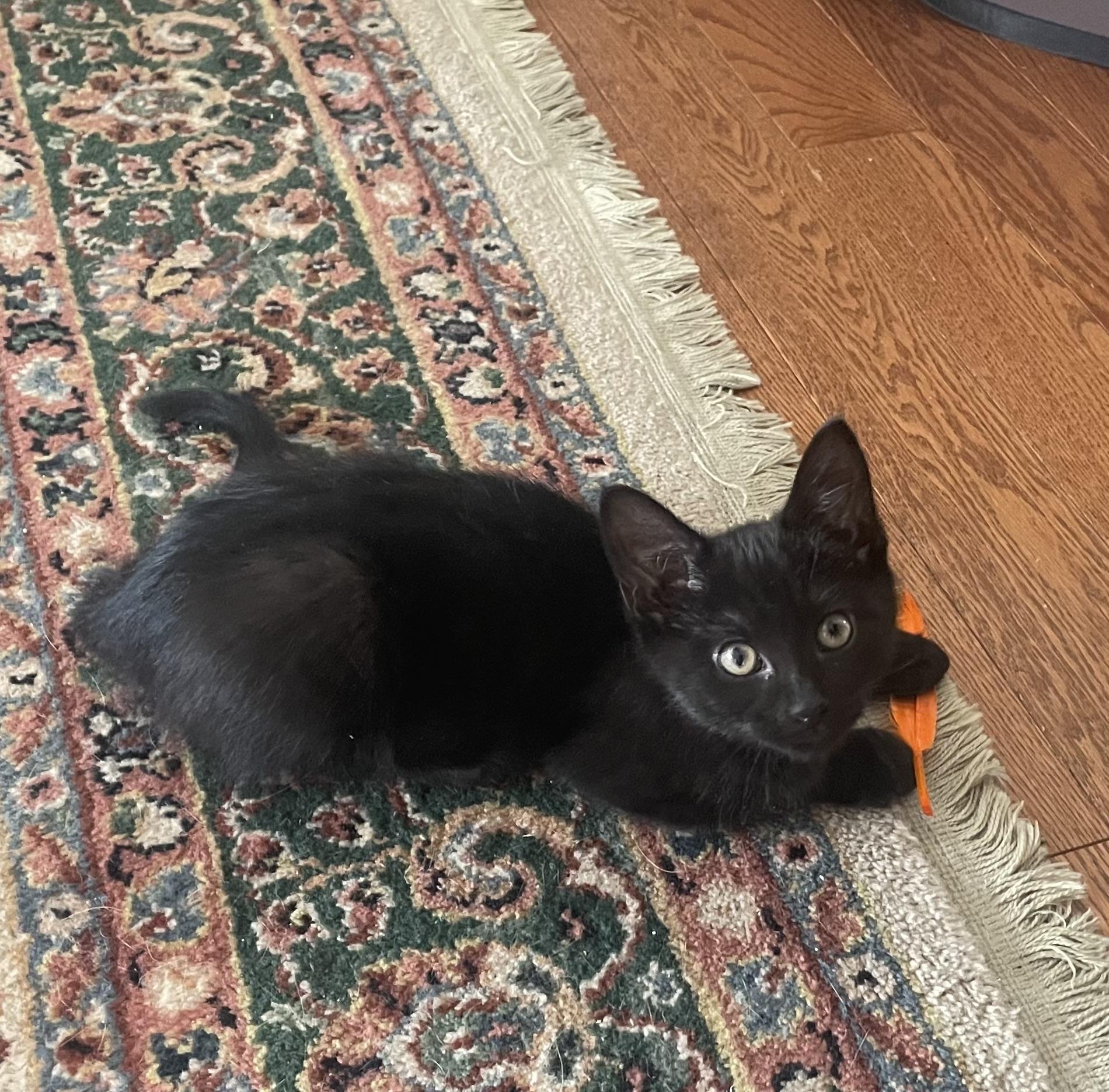 Enlarge Lavender and Sapphire, an adopted Domestic Short Hair in Turnersville, NJ image 2/6