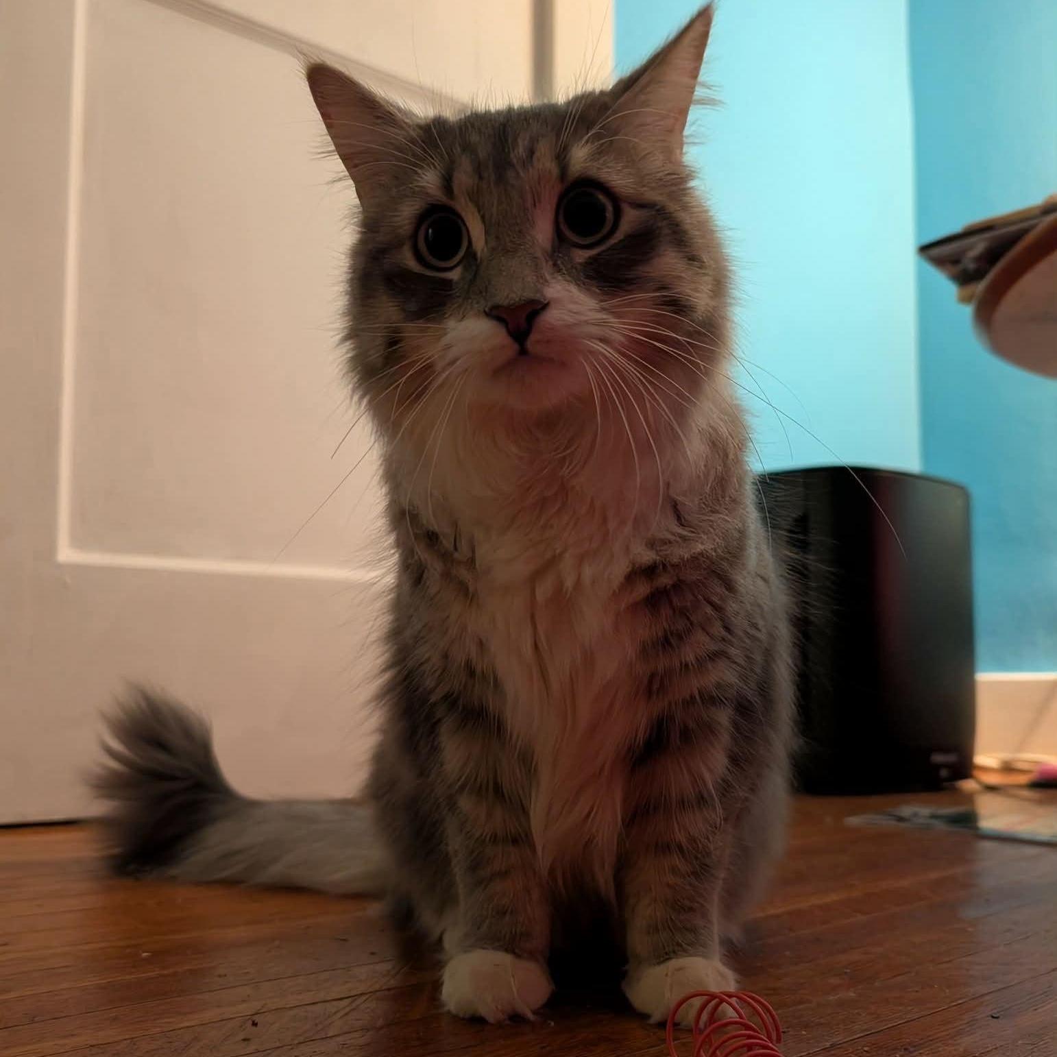 Dewey, a ADOPTABLE Domestic Medium Hair in Rochester, NY image 1/2