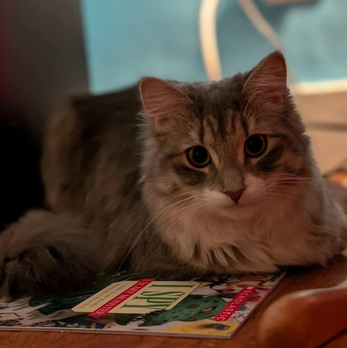 Dewey, a ADOPTABLE Domestic Medium Hair in Rochester, NY image 2/2