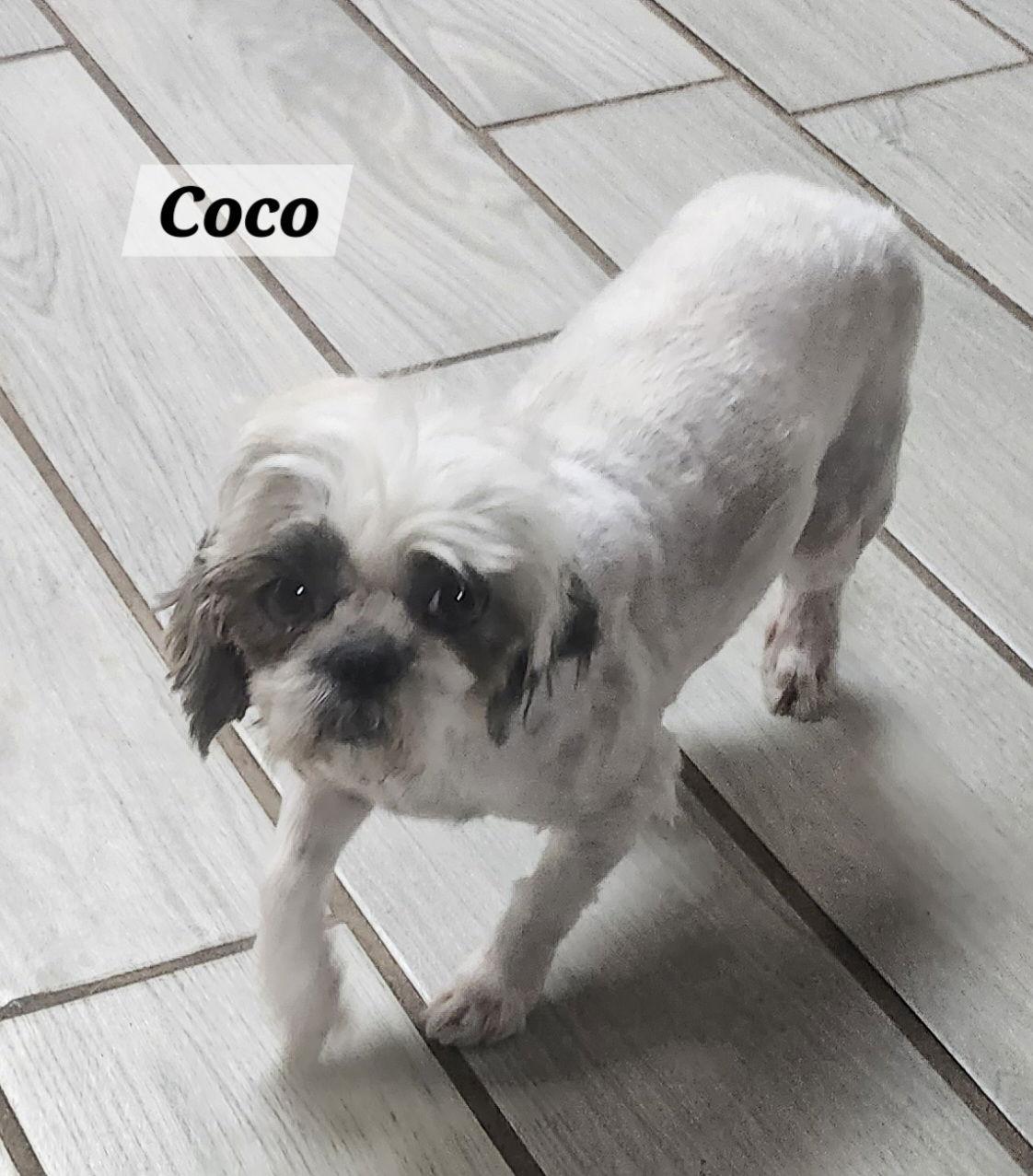 Enlarge Coco, a Adopted Shih Tzu in Pipe Creek, TX image 1/3